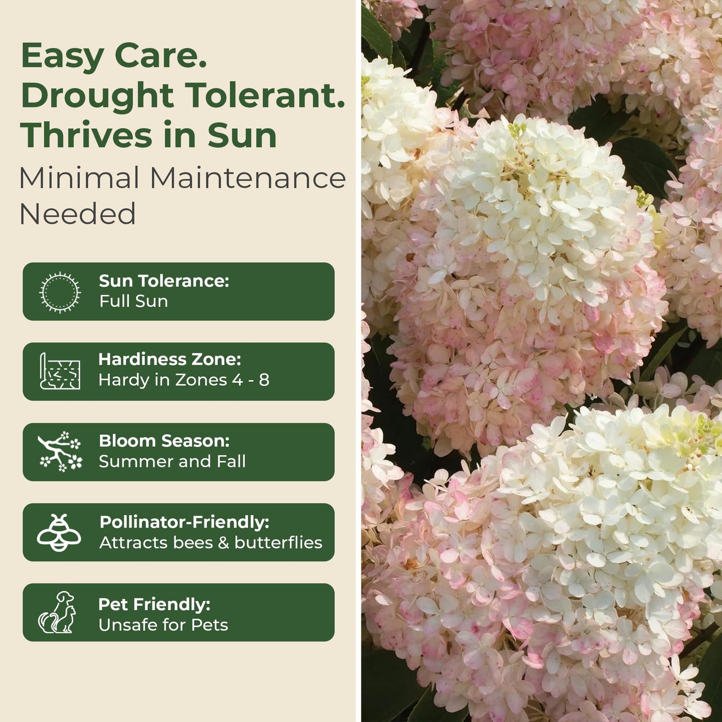 Hydrangea Sweet Starlight Shrub - Summer & Fall Blooming Live White and Pink Flowers for Gardens in 1 Gal Pot - 4-6’ x 4-5’ Flowering Shrubs w/Moderate Watering Needs (1 Count)