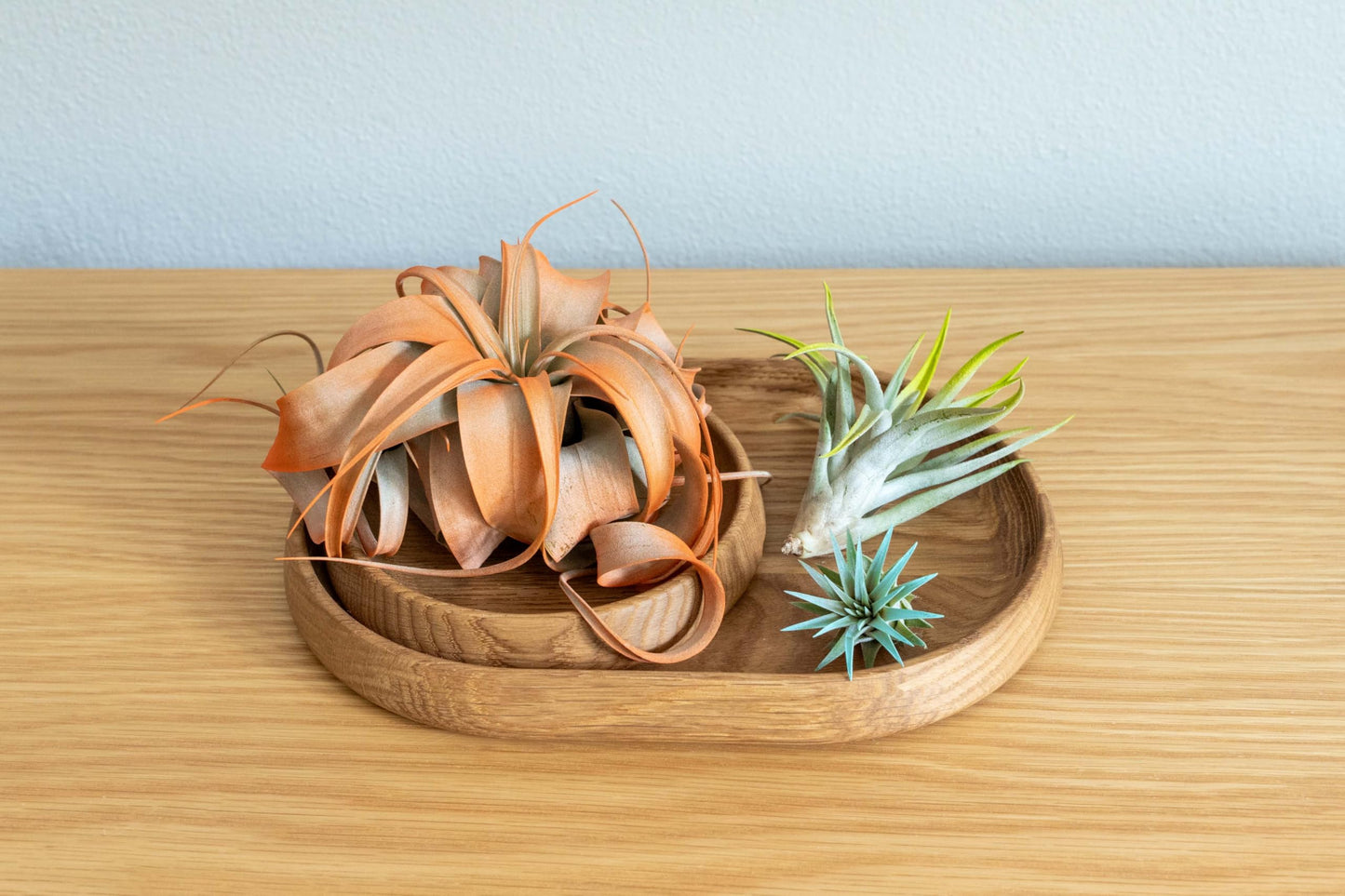 Colorful Mini Tillandsia Xerographica Air Plants in Custom Vibrant Tones - (Hawaiian Sunset, Pack of 3)