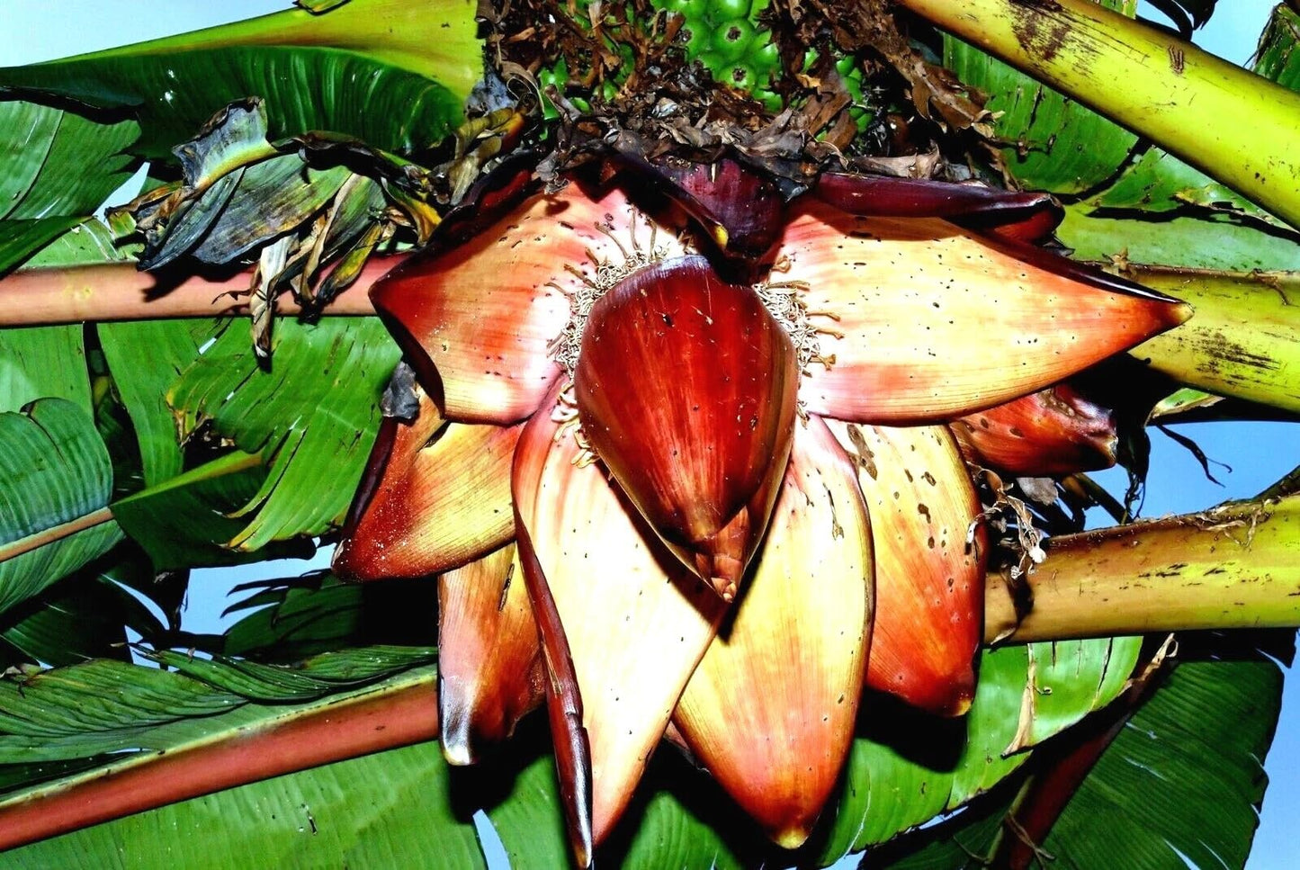 Red Abyssinian Banana (Ensete Maurelii) 5-9" Live Plant - Giant Red Leaf Ornamental Tree - Fast Growing Tropical Focal Point - Huge Container Accent