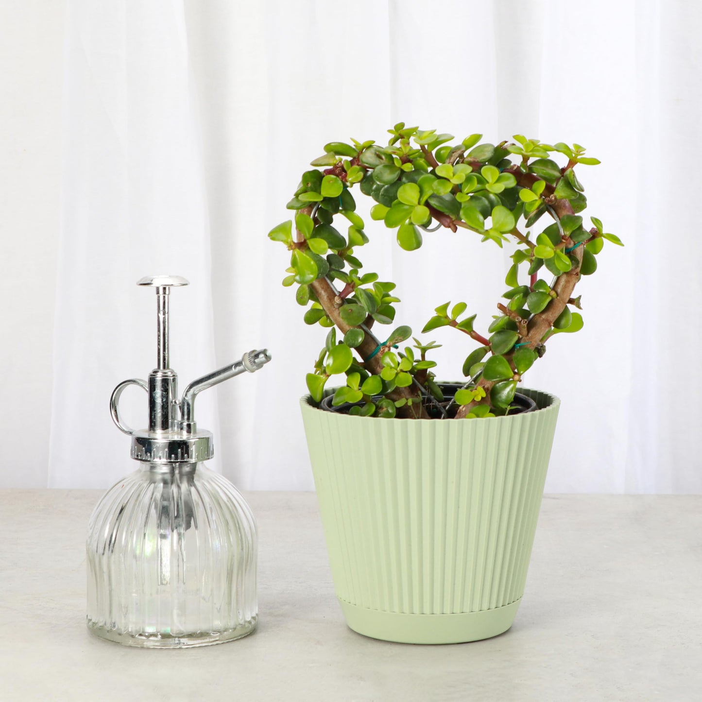 Thorsen's Greenhouse, Heart-Shaped Jade Bonsai Plant, Live Indoor Plant, Gift, Succulent Plant, 4-inch Diameter Pot (Sage)