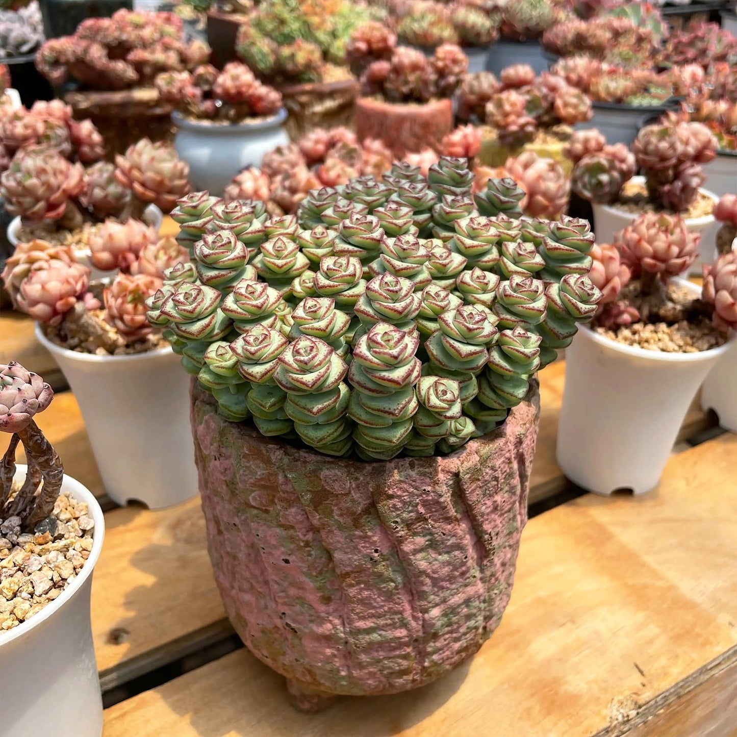 Sprout N Green 4" String of Buttons in White Stripe Pot, Live Crassula 'Baby's Necklace' Trailing Succulent, Rare House Plant for Home Office Wedding Hanging Decoration, DIY Projects, Party Favor