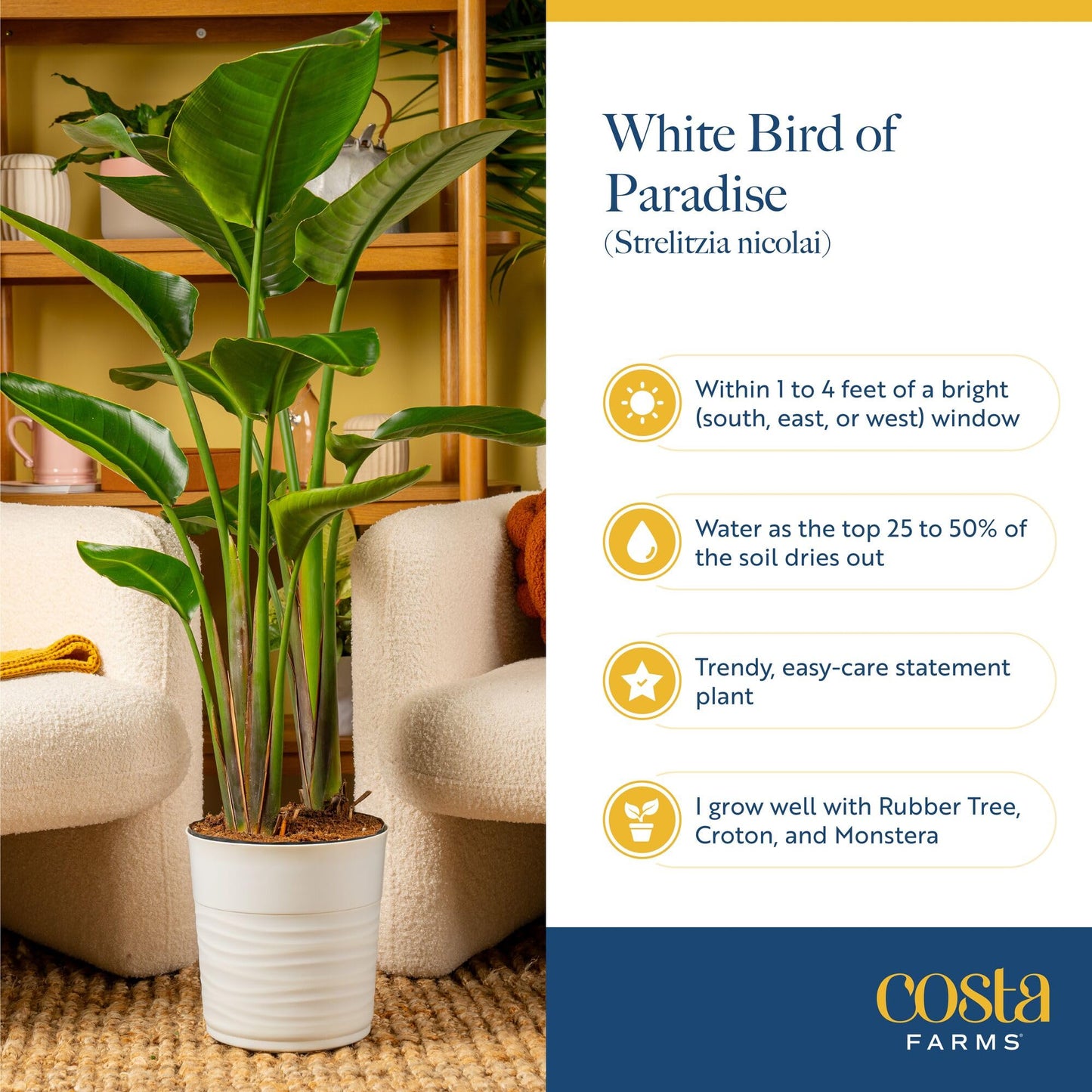 Costa Farms White Bird of Paradise & Money Tree Live Plants in Decorative Pots, Large Indoor Houseplants, Home, Room, or Office Decor, House Warming or Birthday Gift, 3-4 Feet, Pack of 2