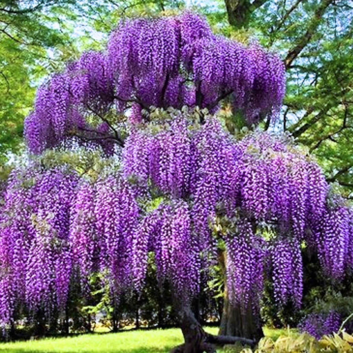 Purple Wisteria Tree Live Plant 6-12 Inc Height, Purple Wisteria Plant Live, Wisteria Vine Live Plant, Fragrant Flowers, in Pot