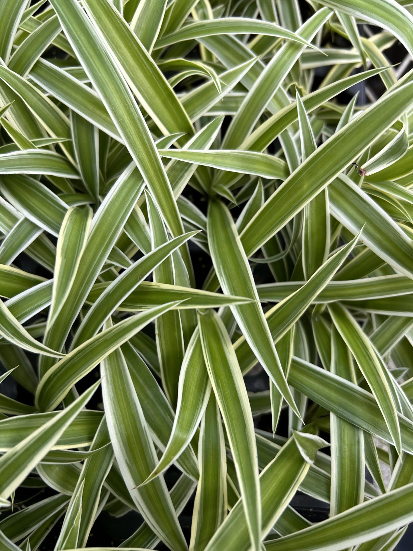 Spider Plant Variety Pack - 3 Variegated Spider Plants Live House Plants - Ocean, Hawaiian, Bonnie Curly - Perfect for Home Garden & Office Decor - Ideal for Indoor Air Quality & Easy to Care