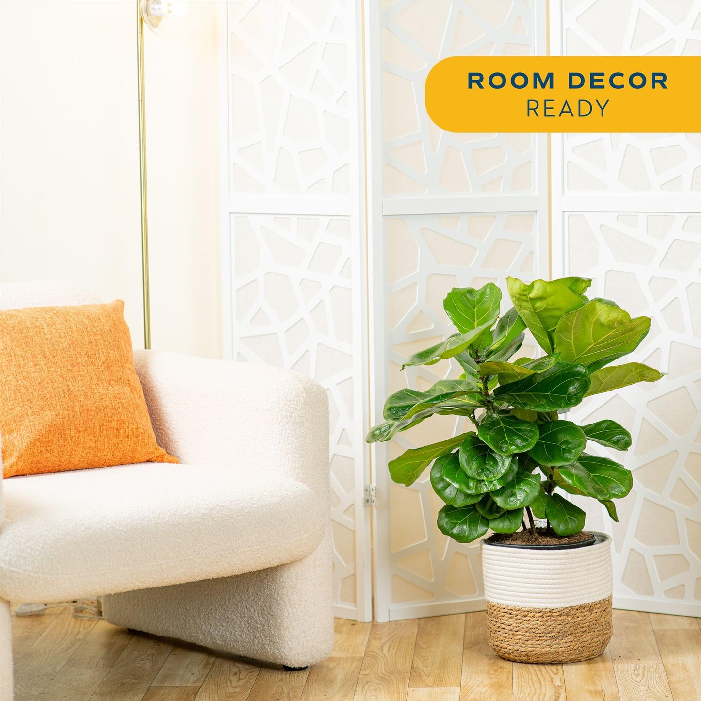 Costa Farms Fiddle Leaf Fig, Live Indoor Ficus Lyrata House Plant Potted in Modern Decor Planter, Floor Plant in Potting Soil Mix, Housewarming Gift, Room, Home, Office Decor, 2-3 Feet Tall