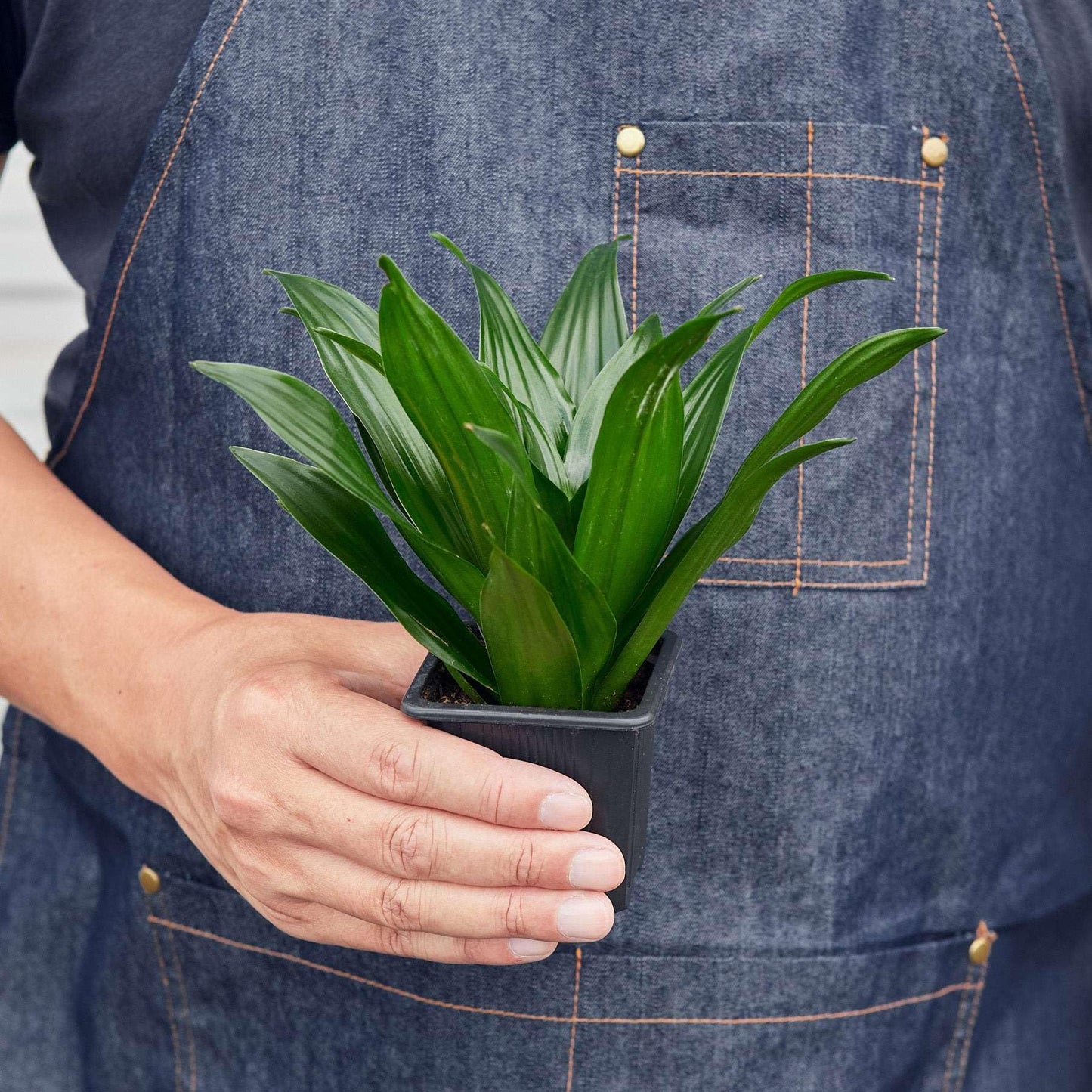 Dracaena Janet Craig Live Plant for Indoor | Different Houseplants in 3'' Pot | Real House Plant for Living Room, Office, Desk & Bathroom | Dragon Tree | Dracaena Janet Craig
