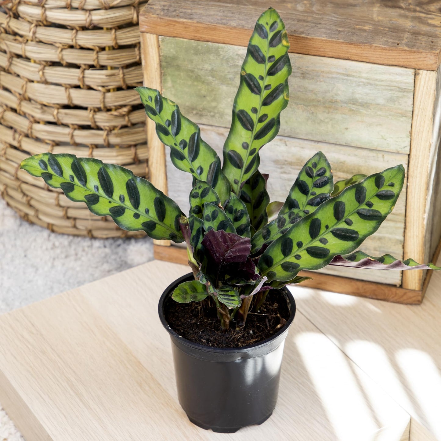 Live Calathea Houseplant (4 Pack), Pet Safe Plants for Cats & Dogs, Makoyana, Rattlesnake, Roseopicta, Air Purifying Indoor Plant Mix, Freddie, Orbifolia, Prayer Plants, Real Calatheas, 4.25 in. Pots