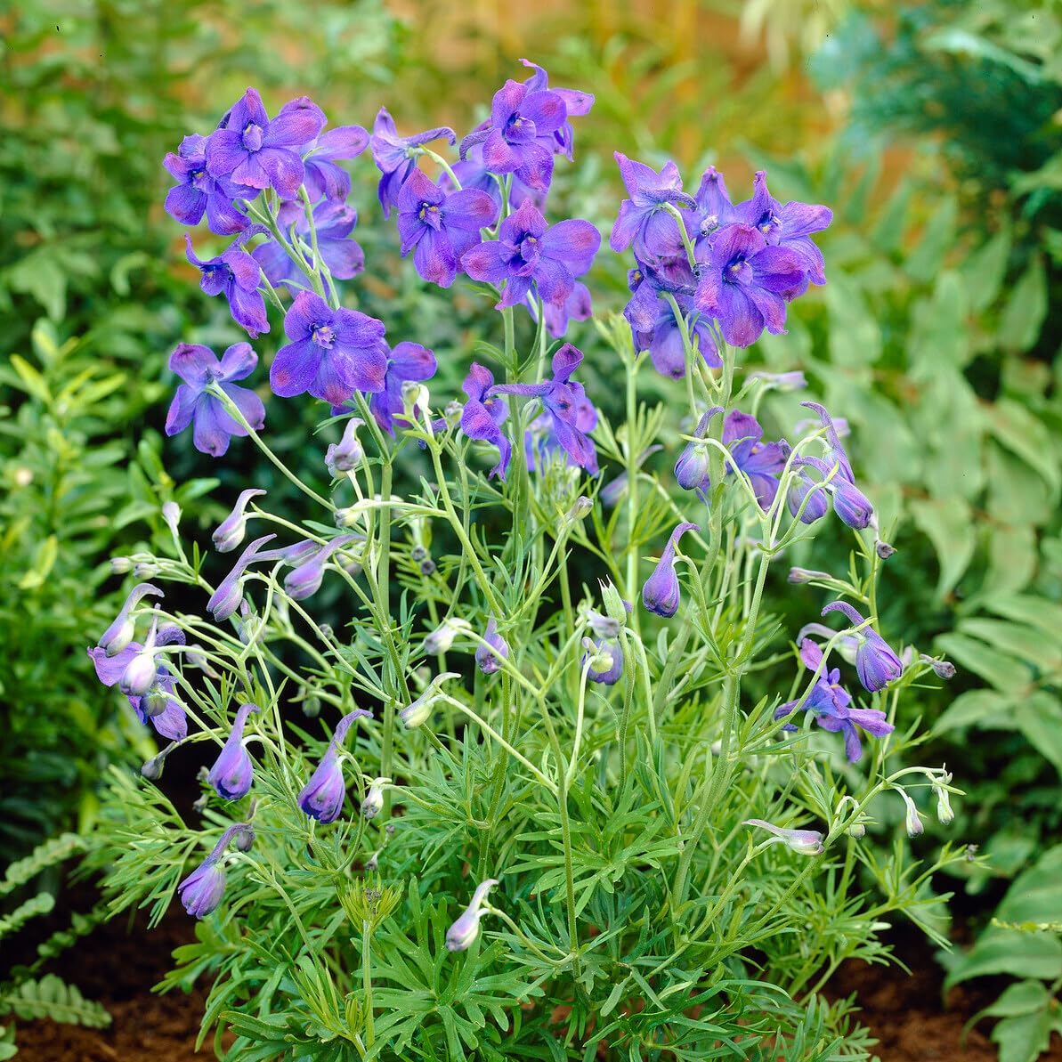 Complete Perennial Pollinator Flower Bulb Garden - 30 Bulbs for 50 Days of Continuous Blooms (Summer Color from July Through October) - Easy to Grow Summer Planting Bulbs by Willard & May