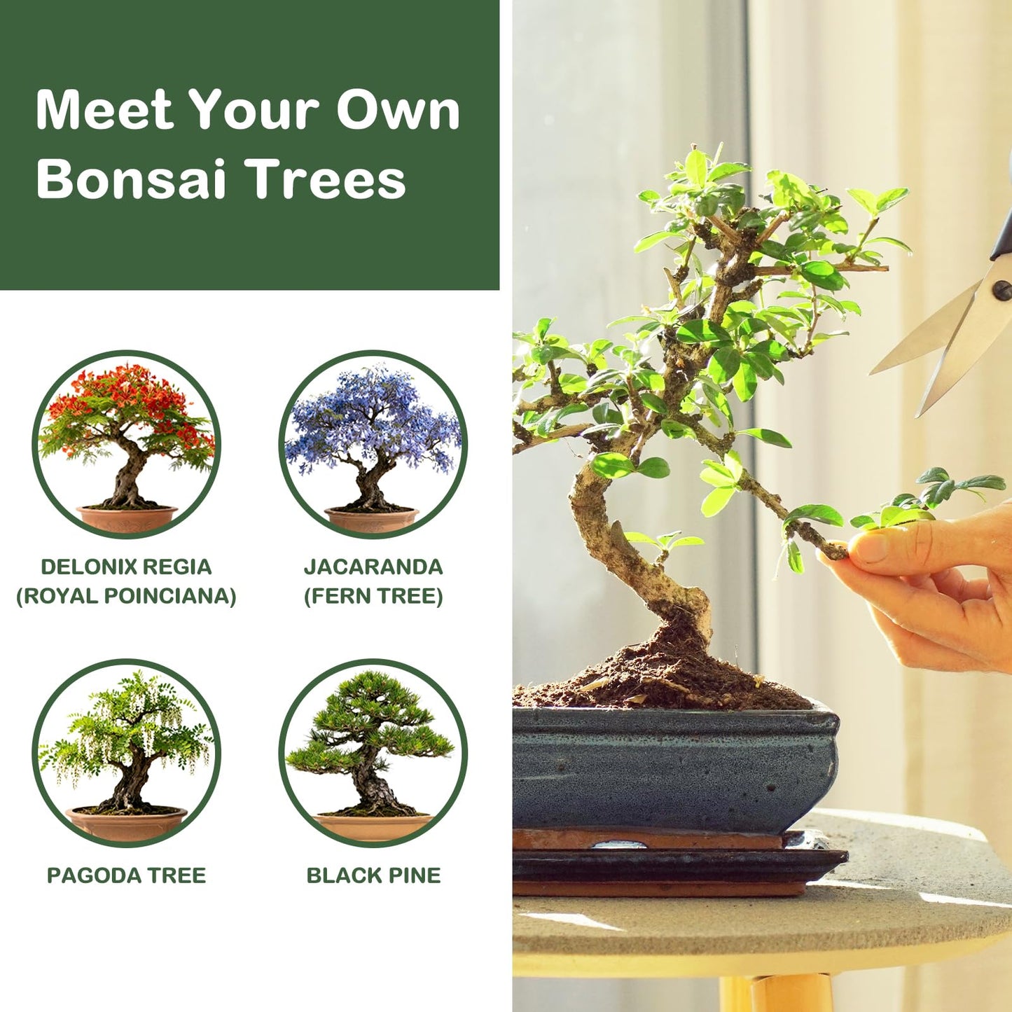 LUOJIBIE Bonsai Tree Kit, Complete Bonzai Tree Starter Kits, for Mom, Unique Christmas Birthday Gardening Gifts for Women Mom Men Grandkids, Crafts Hobby Kits