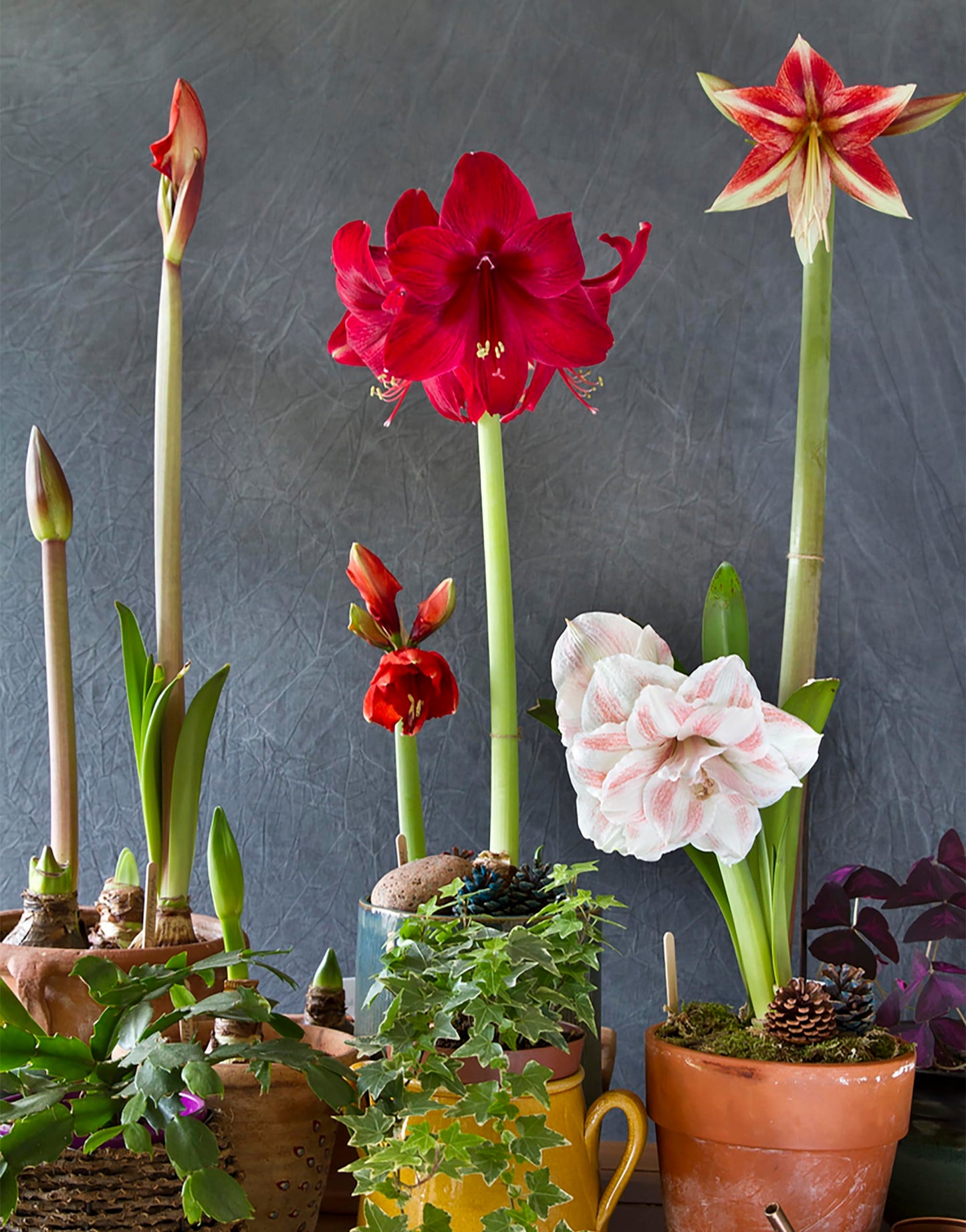 Striped Echo Amaryllis Bulb - Triple Blooms with Red Stripes on White Flowers - 28-30 cm Bare Root Bulb - Stunning Unique Flower for Indoor & Outdoor Décor