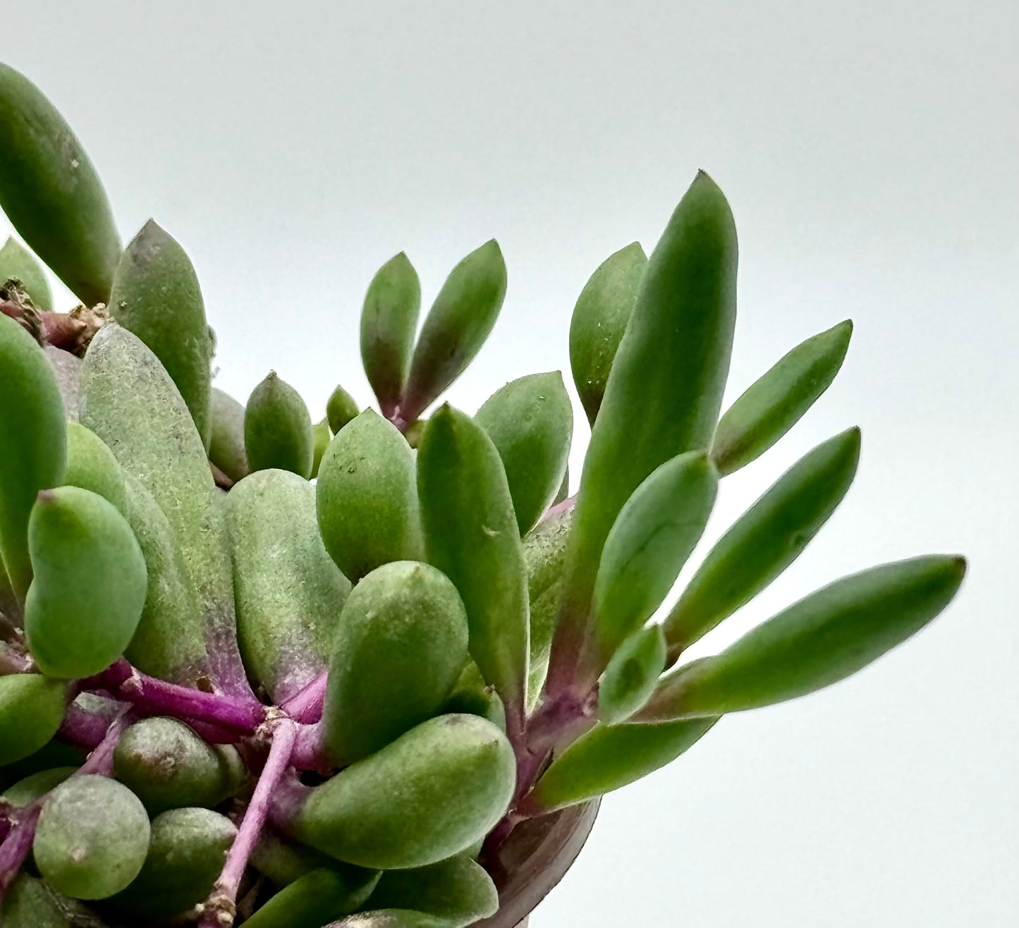 Ruby Necklace Othonna Capensis Live Succulent Plant in 4" inch Pot with Soil Fully Rooted. Hanging Trailing Purple,Easy to Care, Great for Home Office Wedding Decorations DIY Projects Party Favor