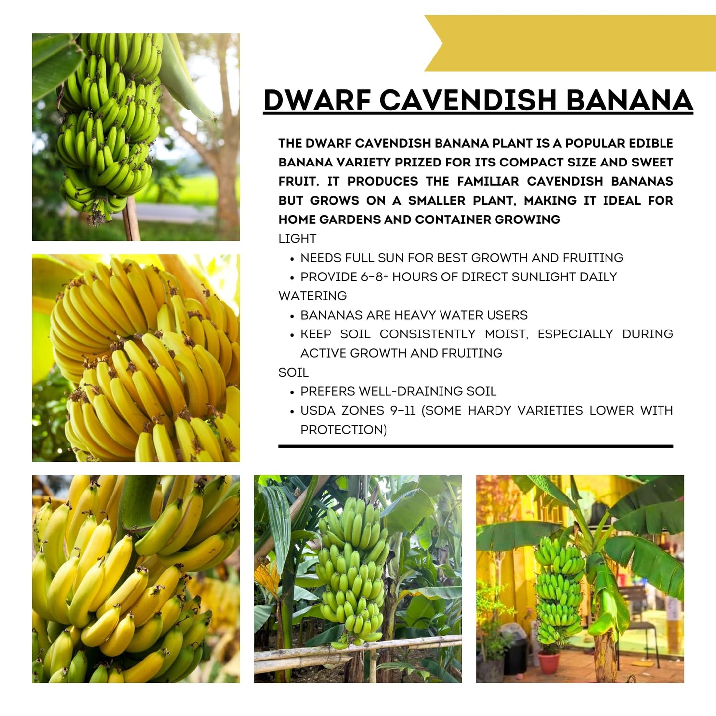 Dwarf Cavendish Banana Tree Live Plant, Well Rooted 4-8" Tall, Cold Hardy Tropical Banana Plant Live Well Rooted, Live Banana Fruit