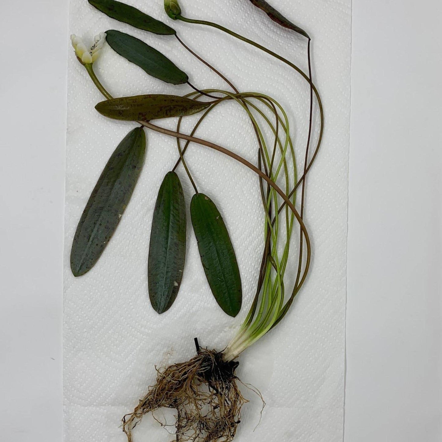 Chalily Live Aquatic Pond Plant Water Hawthorn: Hardy Outdoor Garden Water Pond Plants Lily Like Floating Pads Goldfish Koi Lotus Ponds Loves Shade Sun Flowers Beautiful White Vanilla Scented Lily