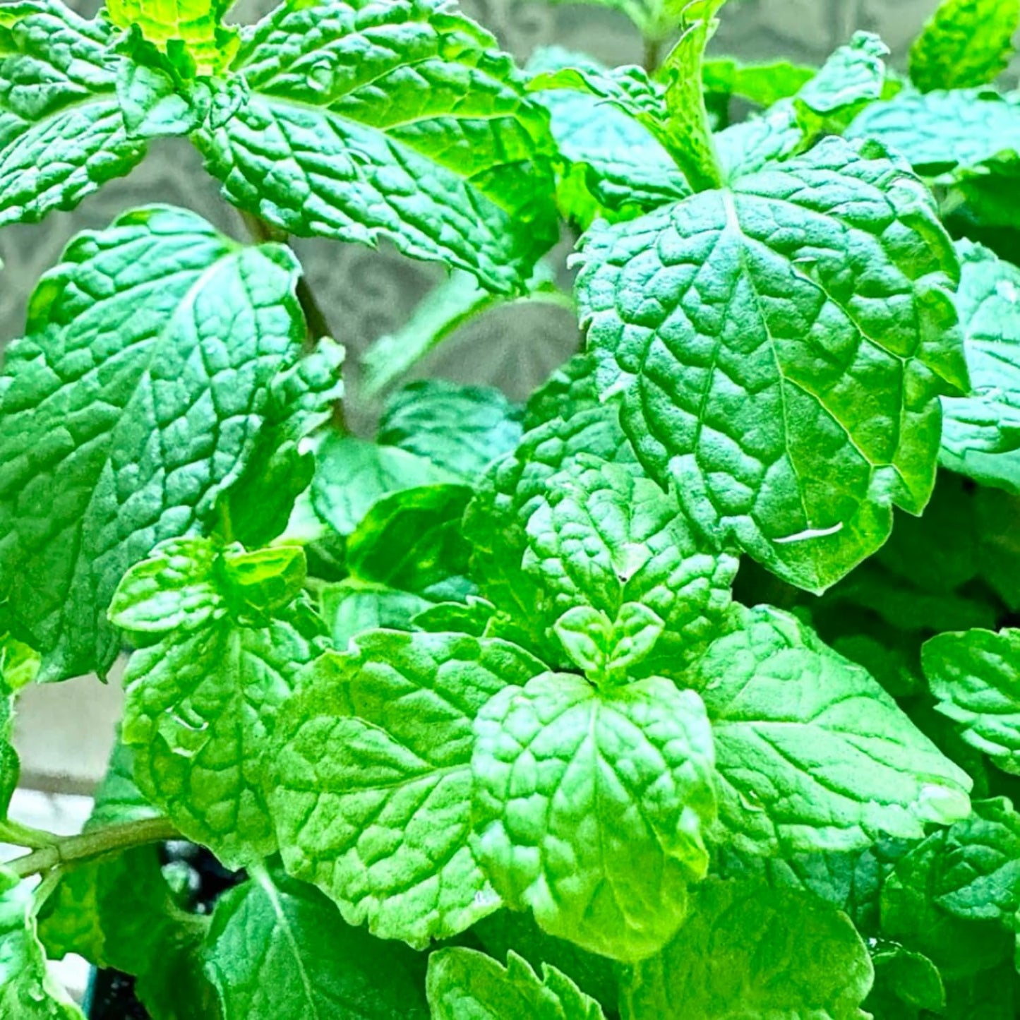 6 Spearmint Mint Live Herb Plants, 3–6 Inches Tall, Fragrant Mint Plants for Indoor Outdoor Garden, Patio, and Culinary Growing