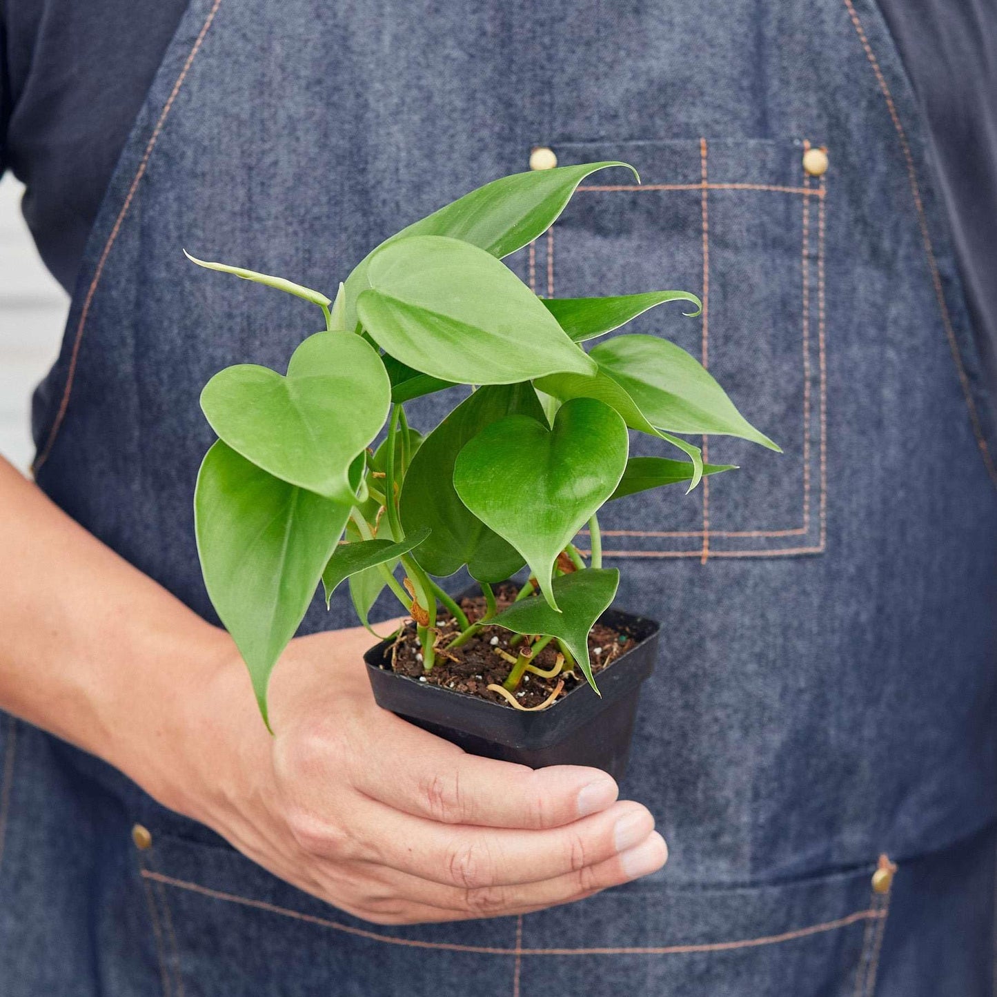 Philodendron Cordatum Heartleaf Live Plant for Indoor | Different Houseplants in 3'' Pot | Real House Plant for Living Room, Office, Desk & Bathroom | Philodendron cordatum