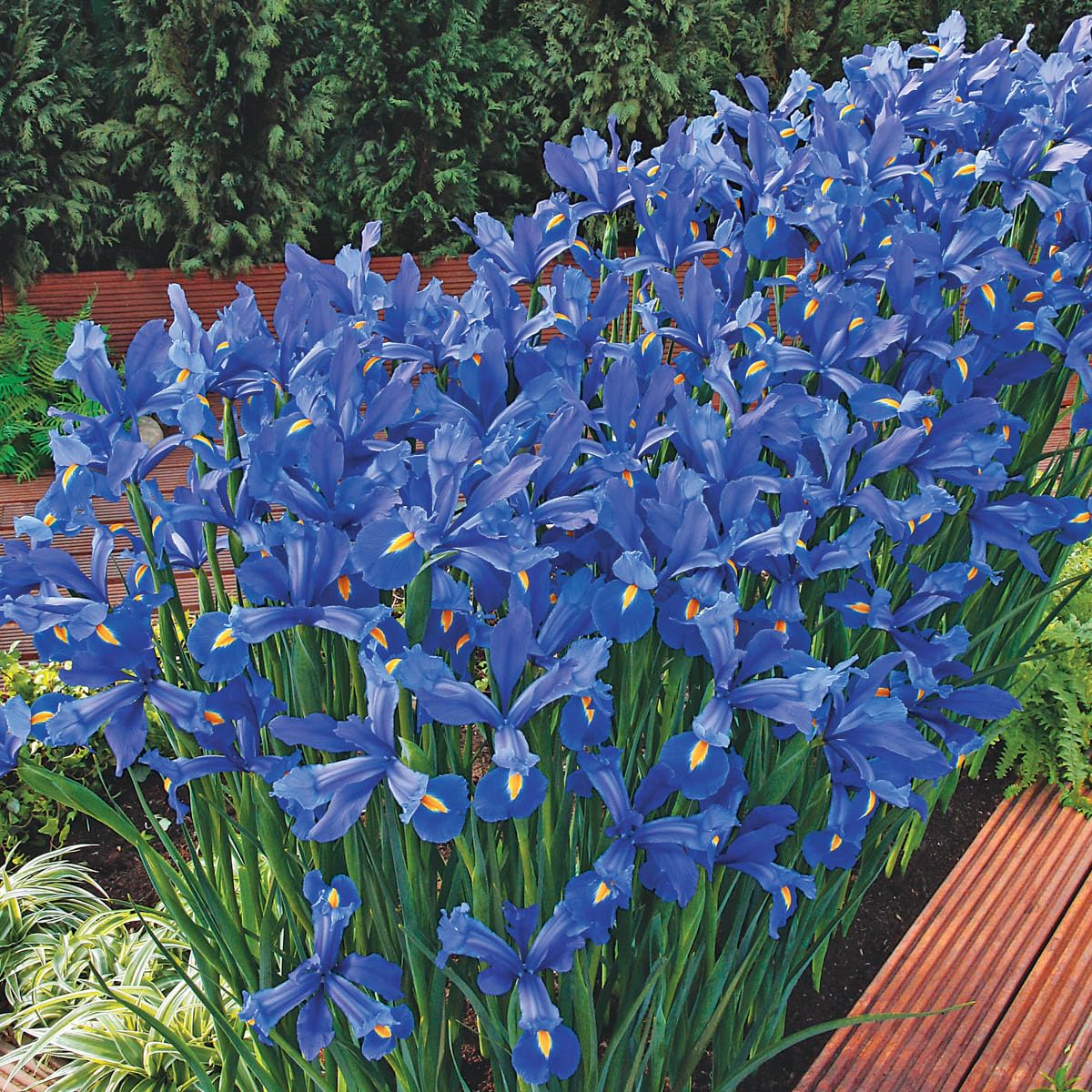 Direct Gardening - Discovery Dutch Iris, Summer Flowering Dormant Bulbs, 50 per Offer