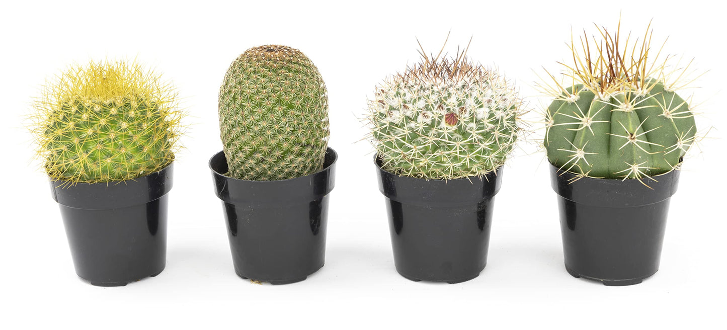 Altman Plants, Assorted Cactus Plants Live Cactus Decor (4PK), Cactus Plant Live Succulents Plants Live in Cactus Soil Potting Mix, Live Cacti Plants Live Succulent Plants Live Plants in Cactus Pot