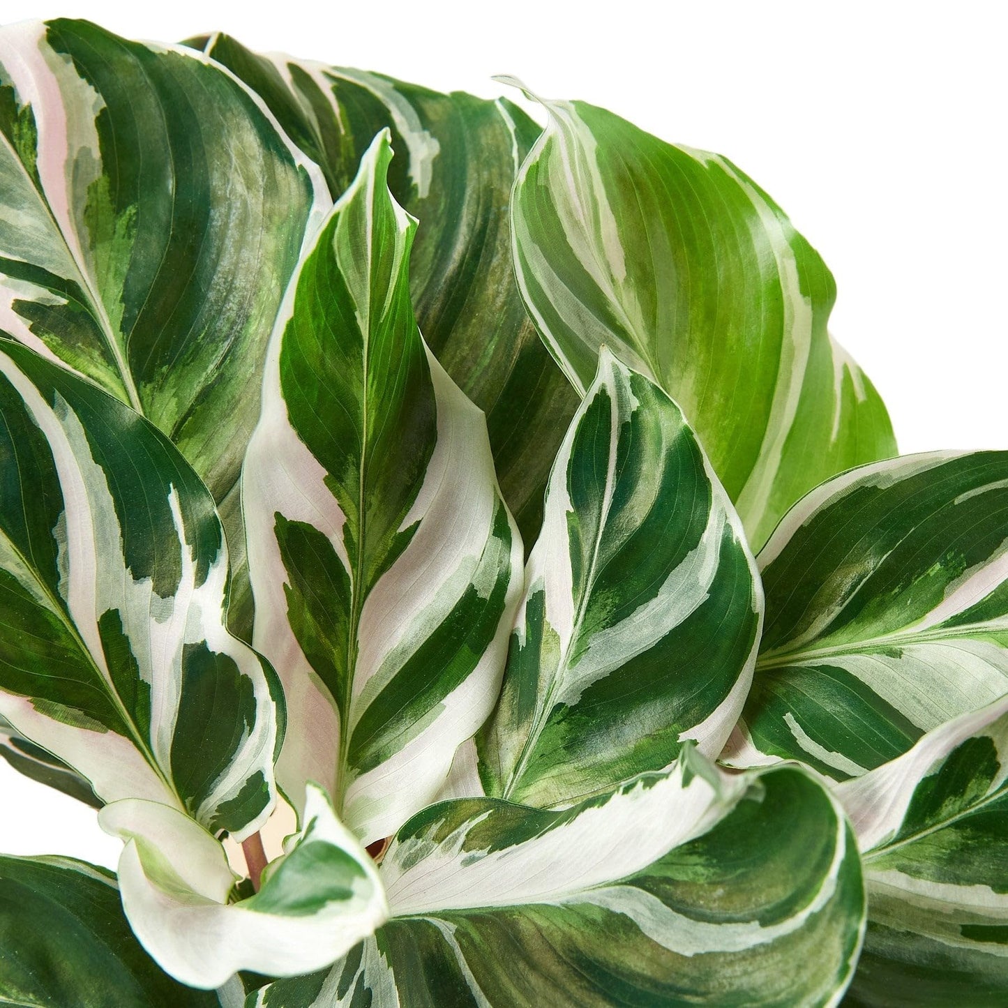 Calathea 'White Fusion' | Live Plant for Indoor & Outdoor | for Living Room, Office, Bathroom | (4" Pot)