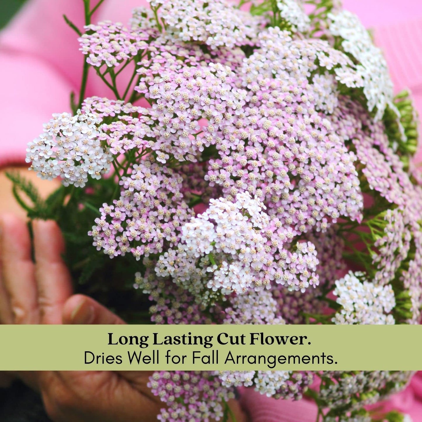 Clovers Garden Yarrow Summer Pastels (Achillea) Plant Plants – Two (2) Live Plants – Non-GMO - Not Seeds - Each 4" to 8" Tall – in 4" Inch Pots – Hardy Flowering Perennial, Pollinator Favorite