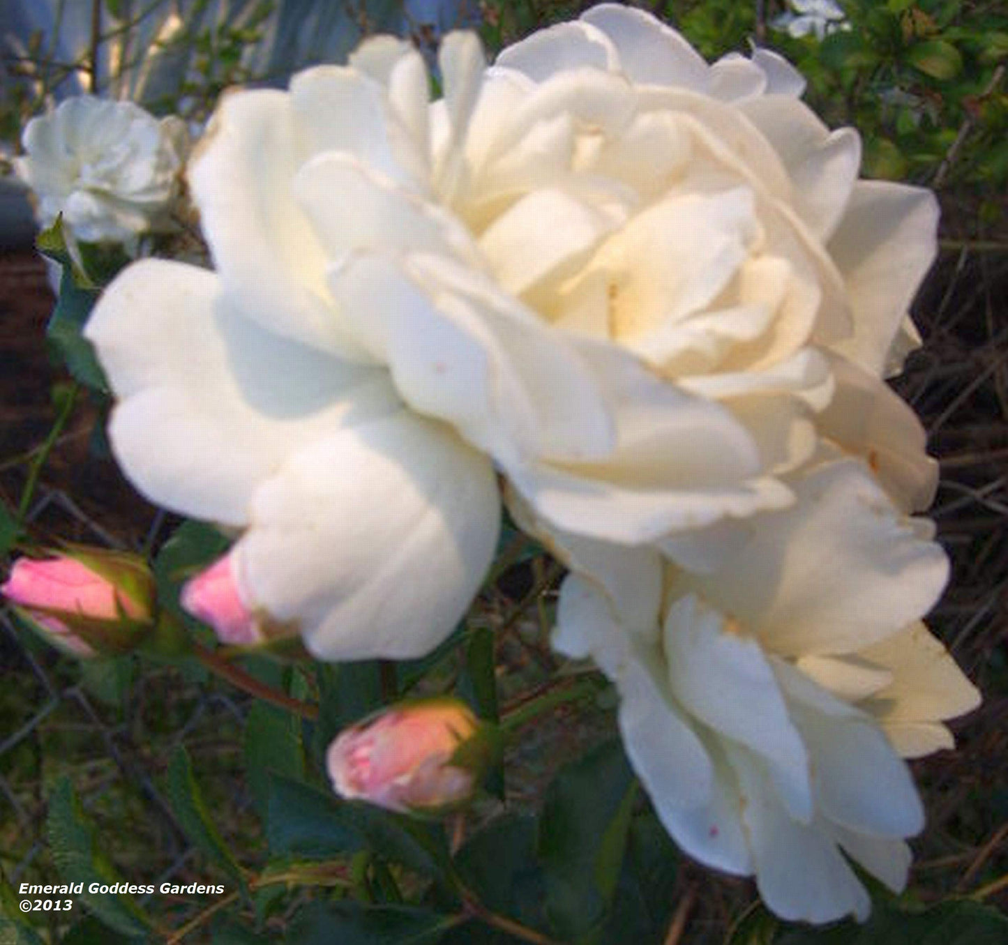 Prom Queen Climbing Rose - Antique Heirloom Rosa Hybrid - Live Plant - Perpetual Fragrant Double White Pink Flower - Emerald's - Starter Size - 4 Inch Pot