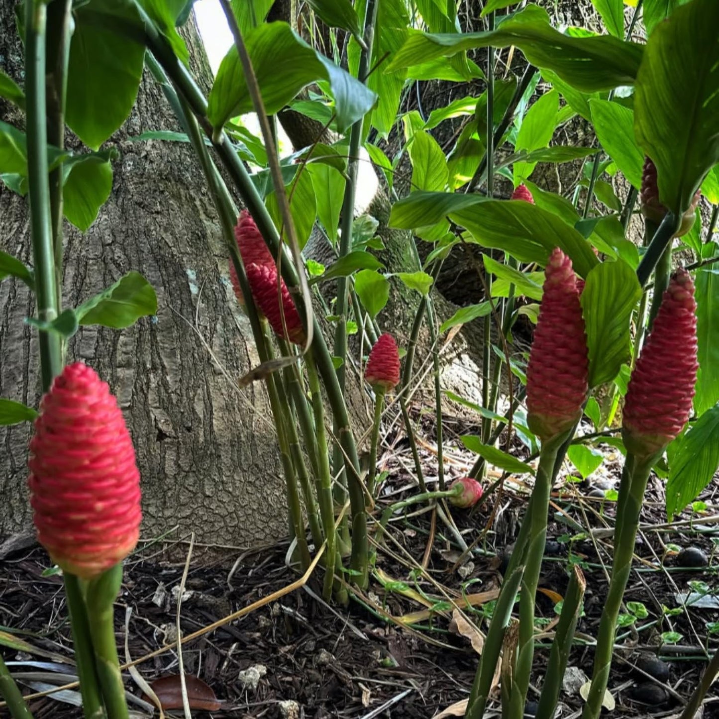 Shampoo Ginger Plant, Cold Hardy Red Ginger, 3-5 Inches Tall, Zingiber Zerumbet Live Outdoor Landscape