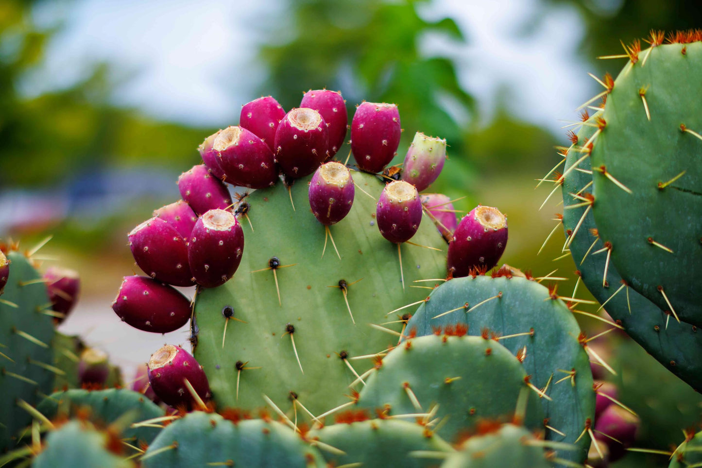 Eastern Prickly Pear Cactus -Live Plant- Yellow Flowers + Purple-Red Fruit (Edible)