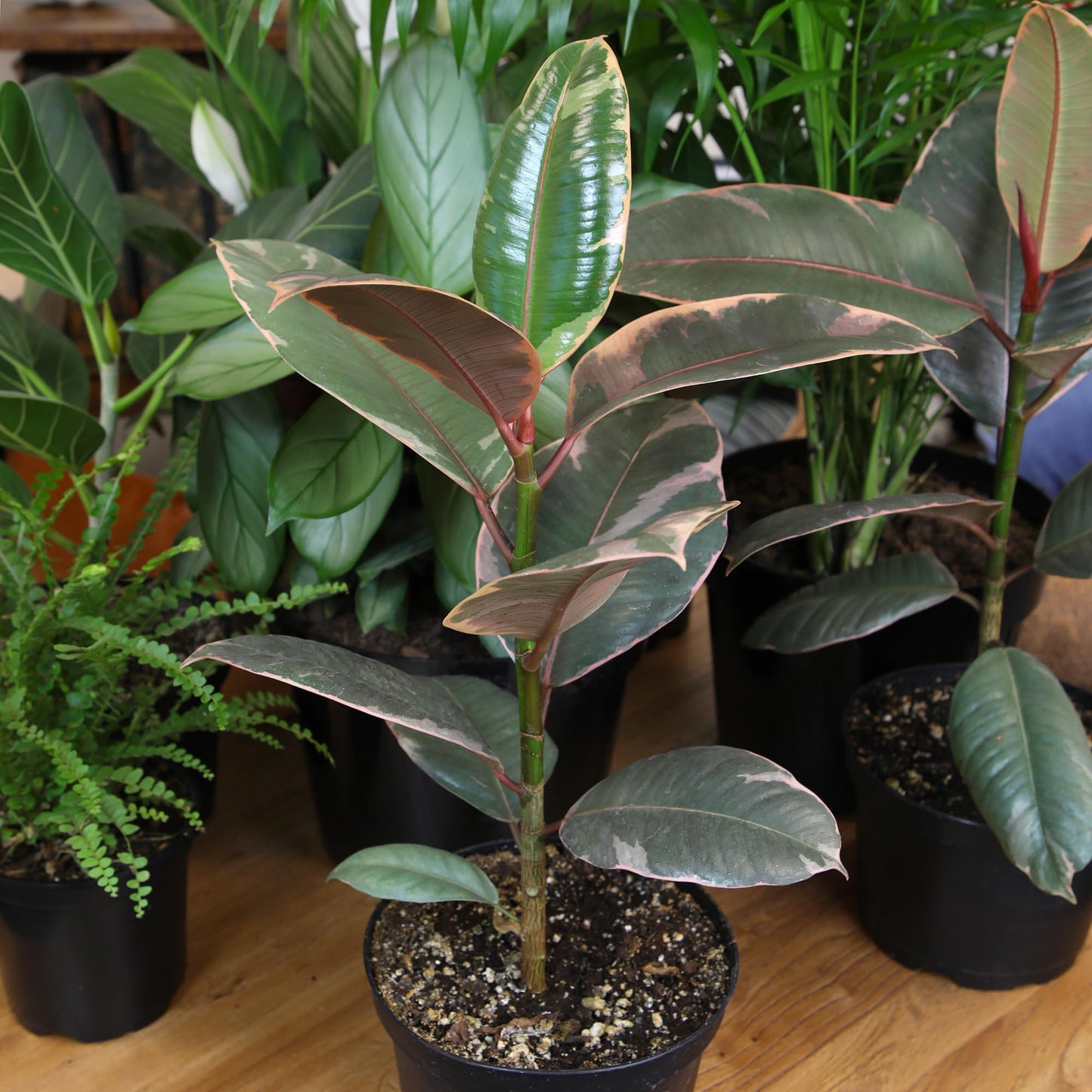 Live Ficus Tineke, Ficus Free Plant, Variegated Indoor Houseplant in 8 in. Grower Pot by Plants for Pets