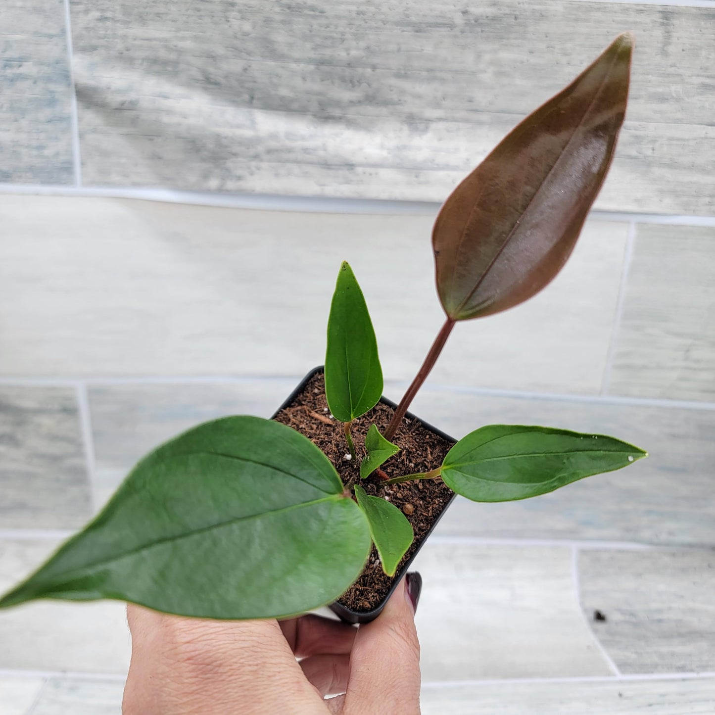Anthurium Tiny Purple in 4 inch Nursery Plant Pot Live Rare Exotic Tropical Indoor House Plants Easy to Grow Housewarming Gift Decoration Gift for Home or Office by 3exoticgreen