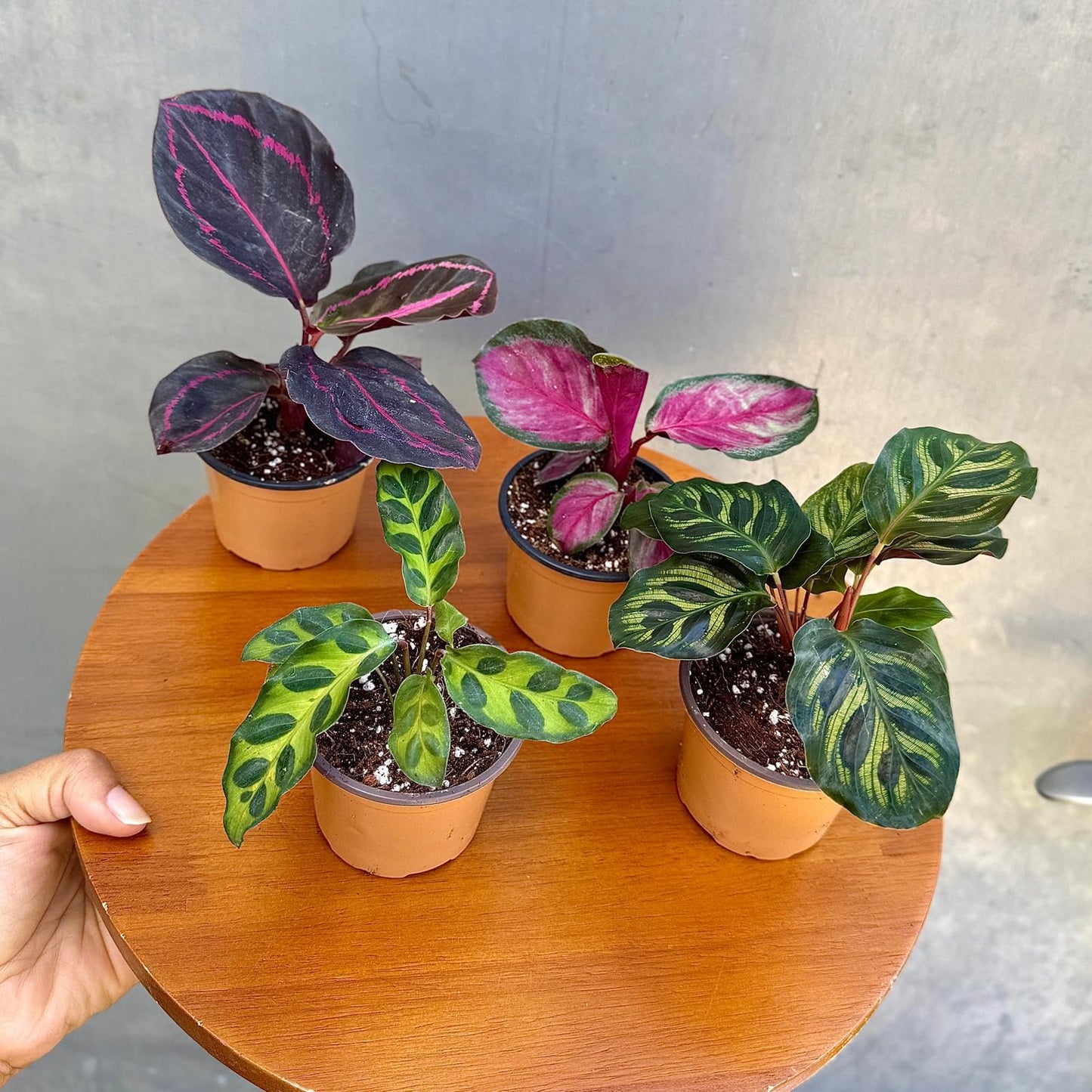 PLANTVERS Calathea Assorted Live Plant Set – Pack of 4 Live Plants in 2" Pots – Includes Calathea Roseopicta, Lancifolia, Dottie & Makoyana – Air Purifying Indoor Houseplants