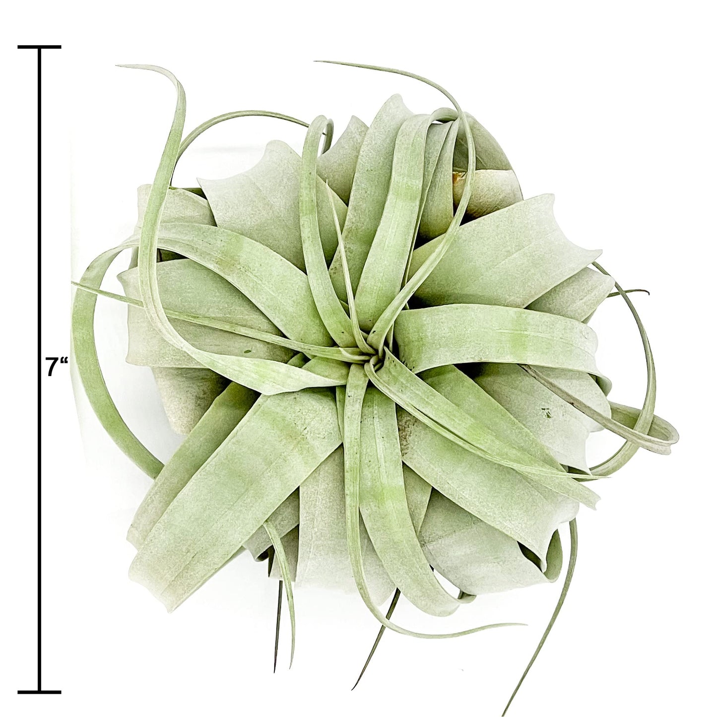 ragnaroc Live Air Plant - Tillandsia Xerographica, Jumbo 6-9” – 1 ct - Ideal for Gifts & Presents, Live Indoor Plants & Live House-Plants – Live Plants for Home décor