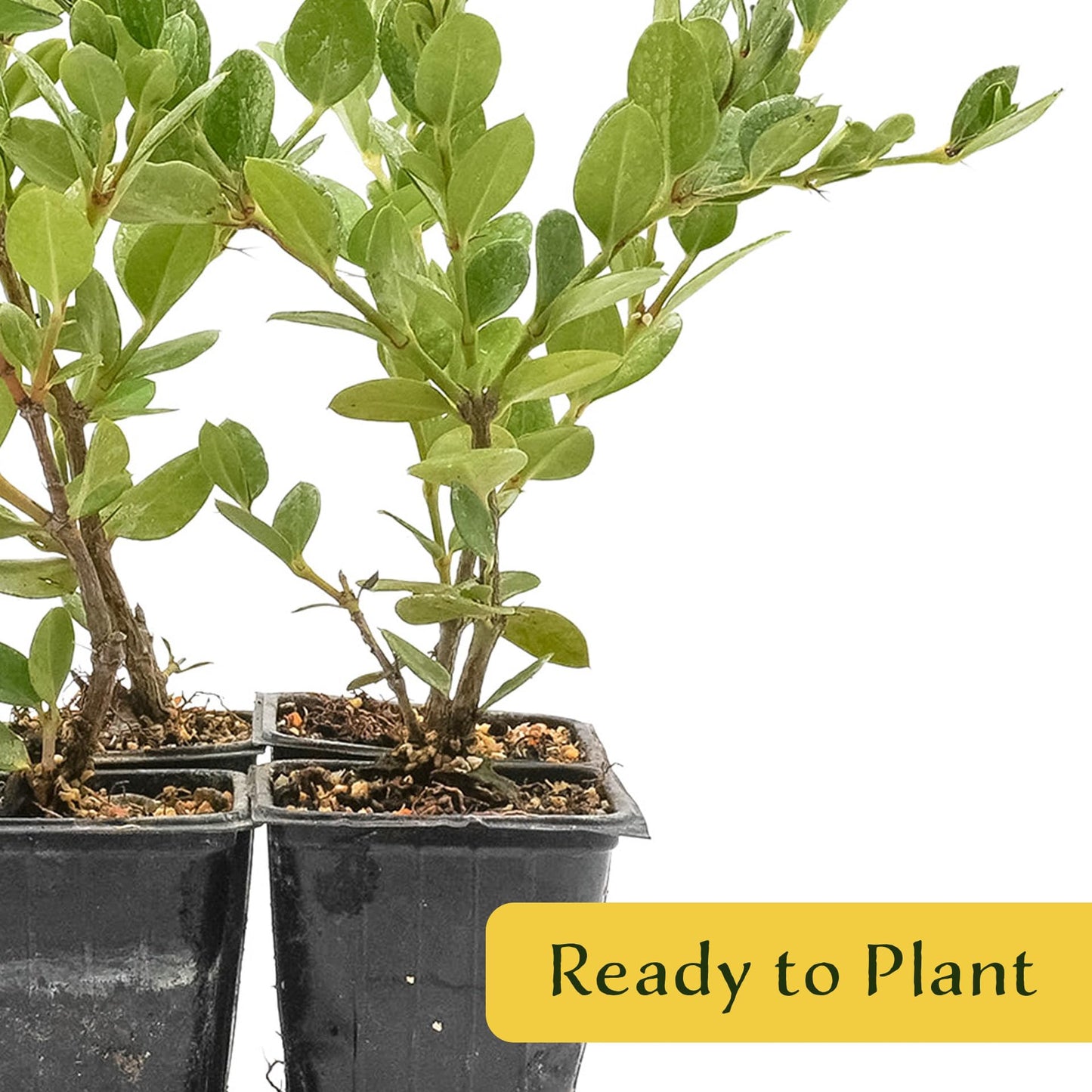 4 Green Carpet Natal Plum in 3.5" Nursery Cubes | Carissa ‘Green Carpet’ | Low-Growing Evergreen Groundcover for Landscapes, Slopes & Borders | Live Starter Plants
