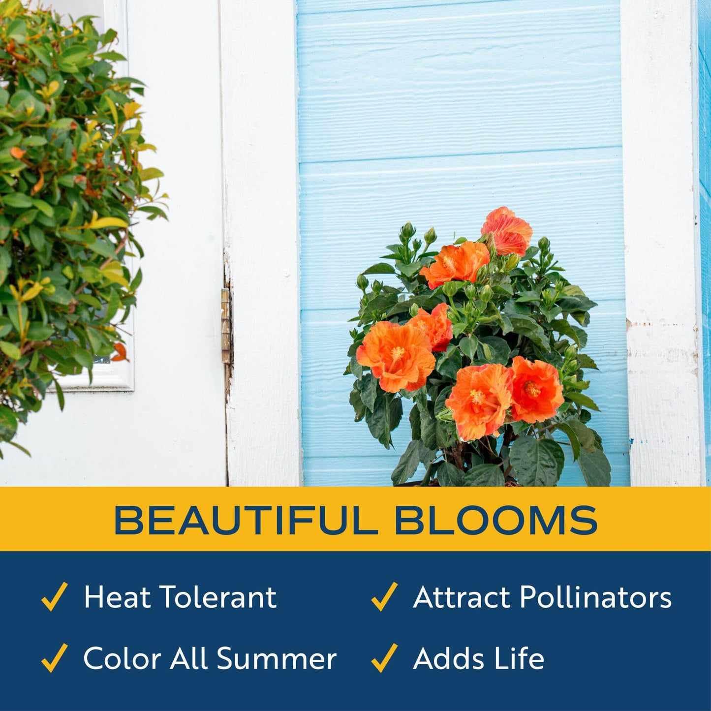 Costa Farms Live Orange Hibiscus Plant, Exotic Tropical Outdoor Flowering Shrub, 16-Inches Tall - Real Summer Garden Flowers for Patio, Deck & Porch - Hummingbird & Pollinator Attractor