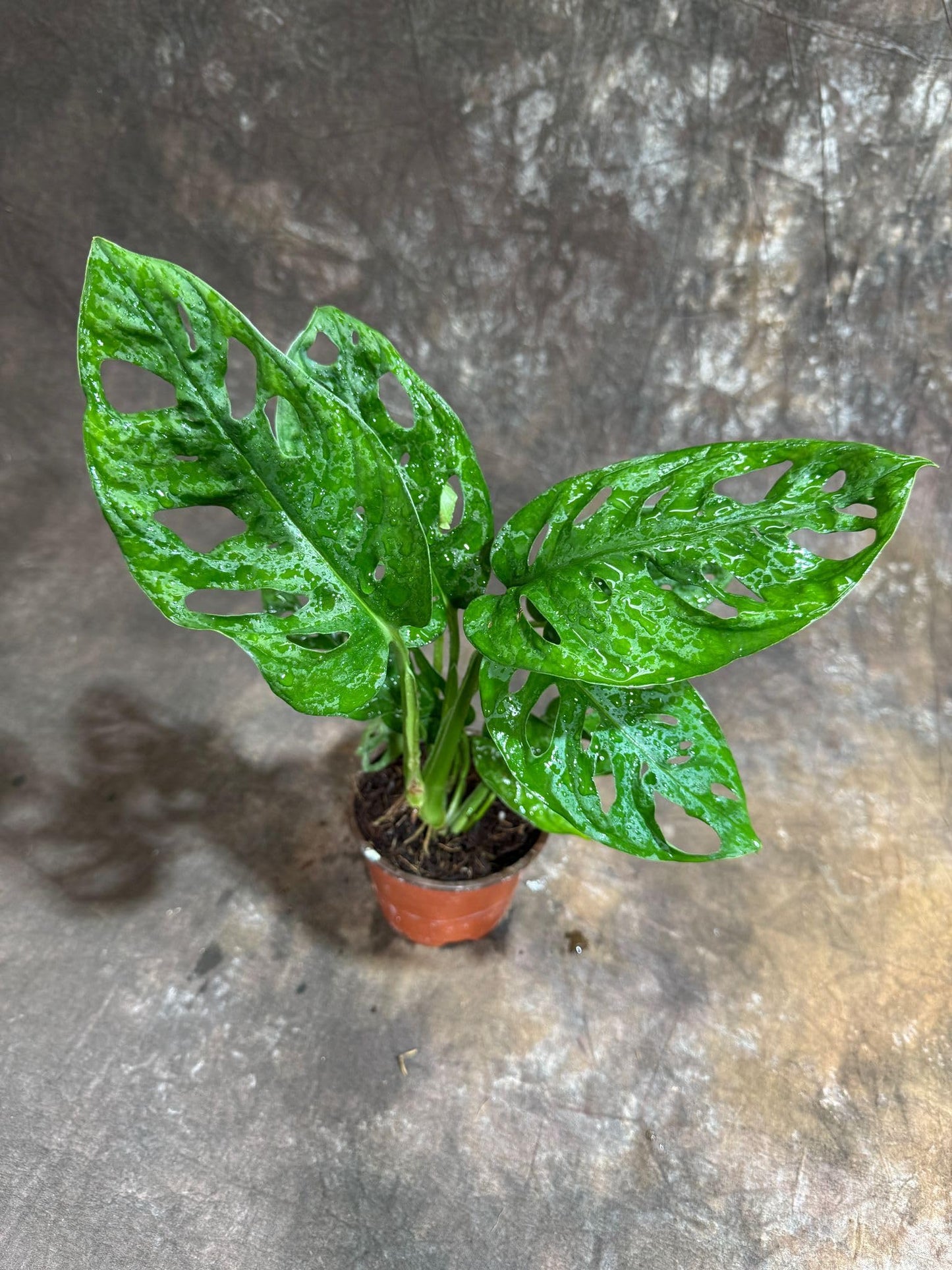 PLANTVERS Monstera Adansonii in a 4" Grow Pot – Monstera Swiss Cheese – Live Indoor Plant – Popular Houseplant – Low Maintenance Indoor Plant – Monstera Plant for Office & Home Décor