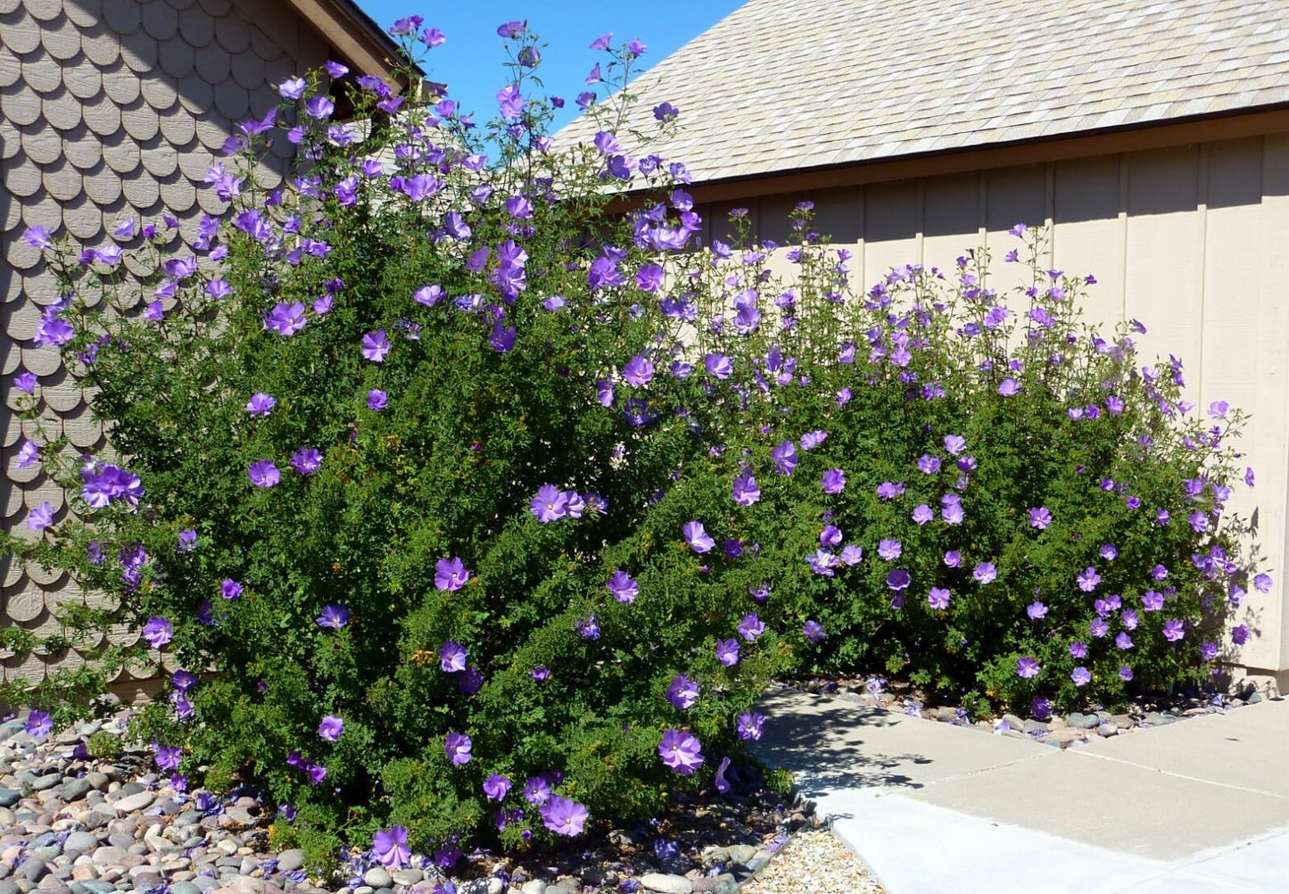 Live Plant - Alyogyne Huegelii Blue Hibiscus Live Well Rooted Starter Plant