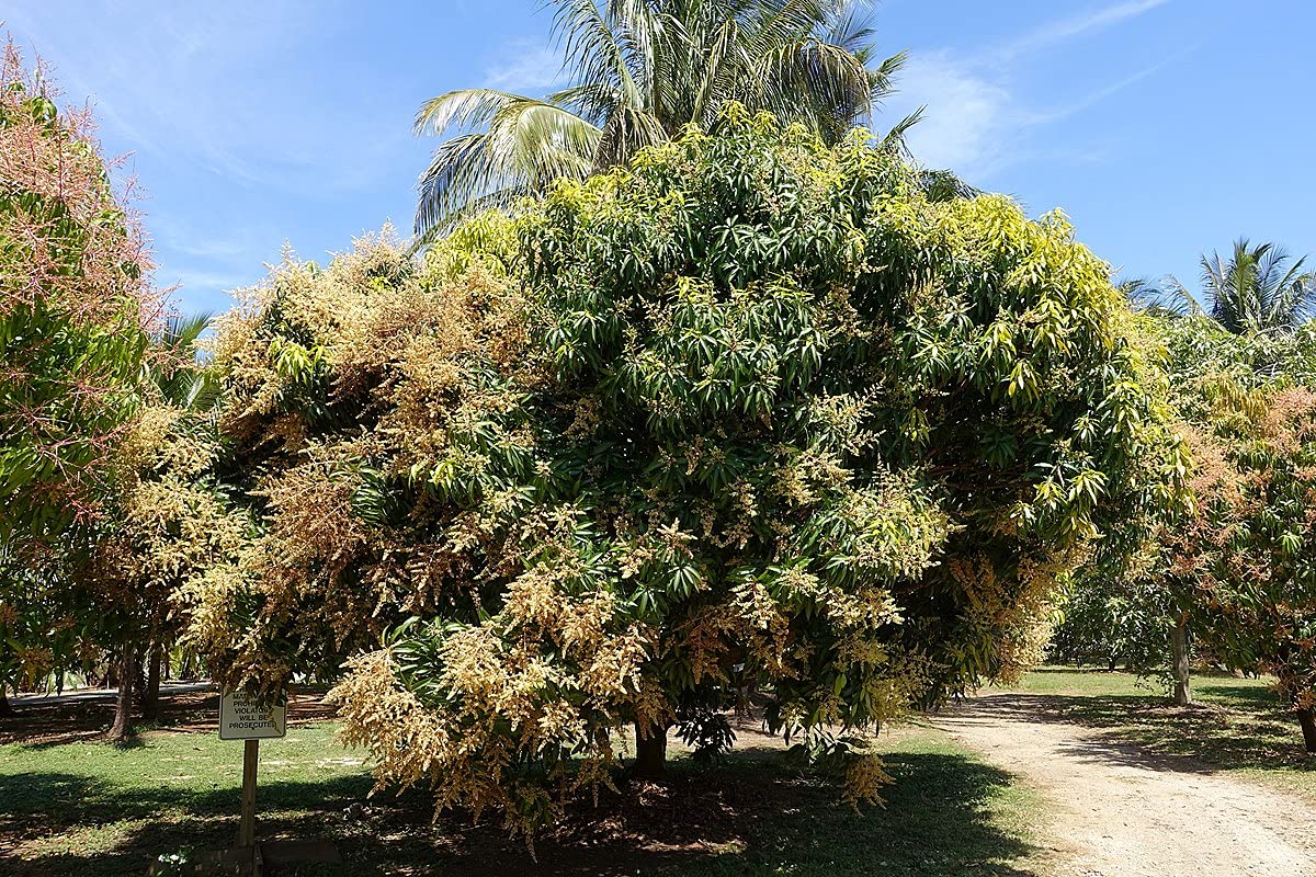 Mango Tree - Live Fruit Tree in a 3 Gallon Pot - Mangifera Indica 'Jahangar' - Tropical Edible Fruit Bearing Tree
