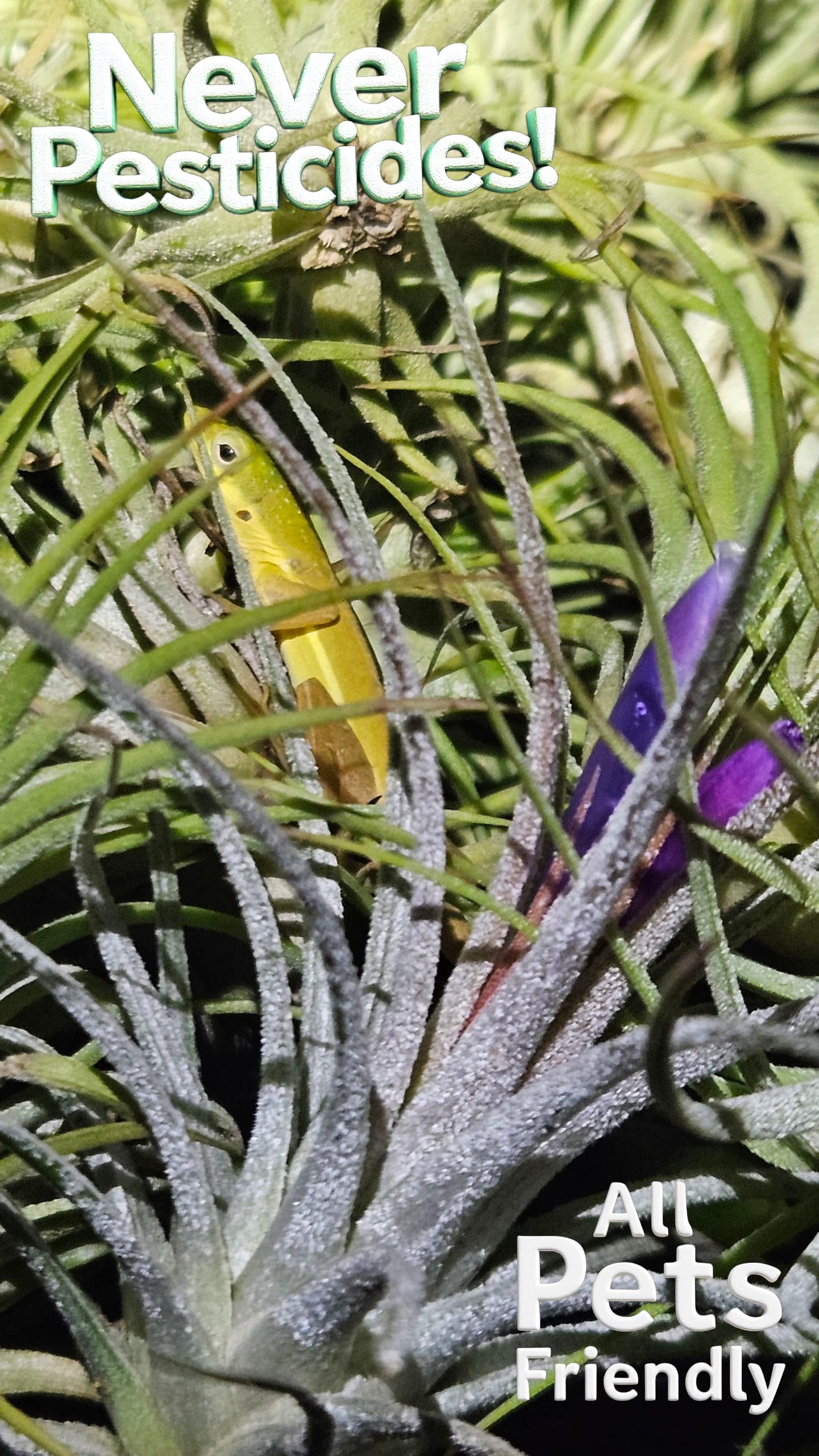 It Blooms Rainforest Grown 5 Pack Ionantha Mexican Air Plants Assorted Sizes - Live Tillandsia - 30 Day Guarantee