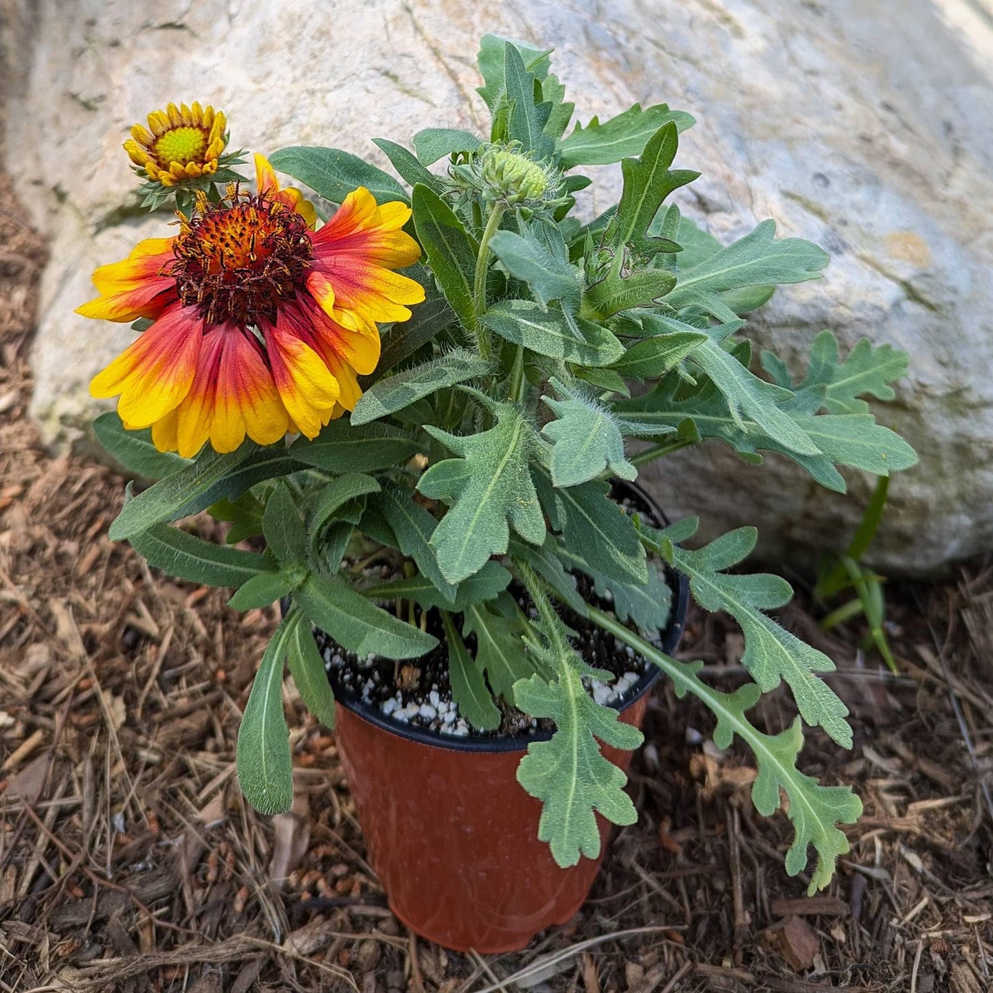 Easy to Grow Gaillardia Arizona Sun - 2 Potted Plants in Quart Grower Pots, Summer to Fall Flowers Full Sun