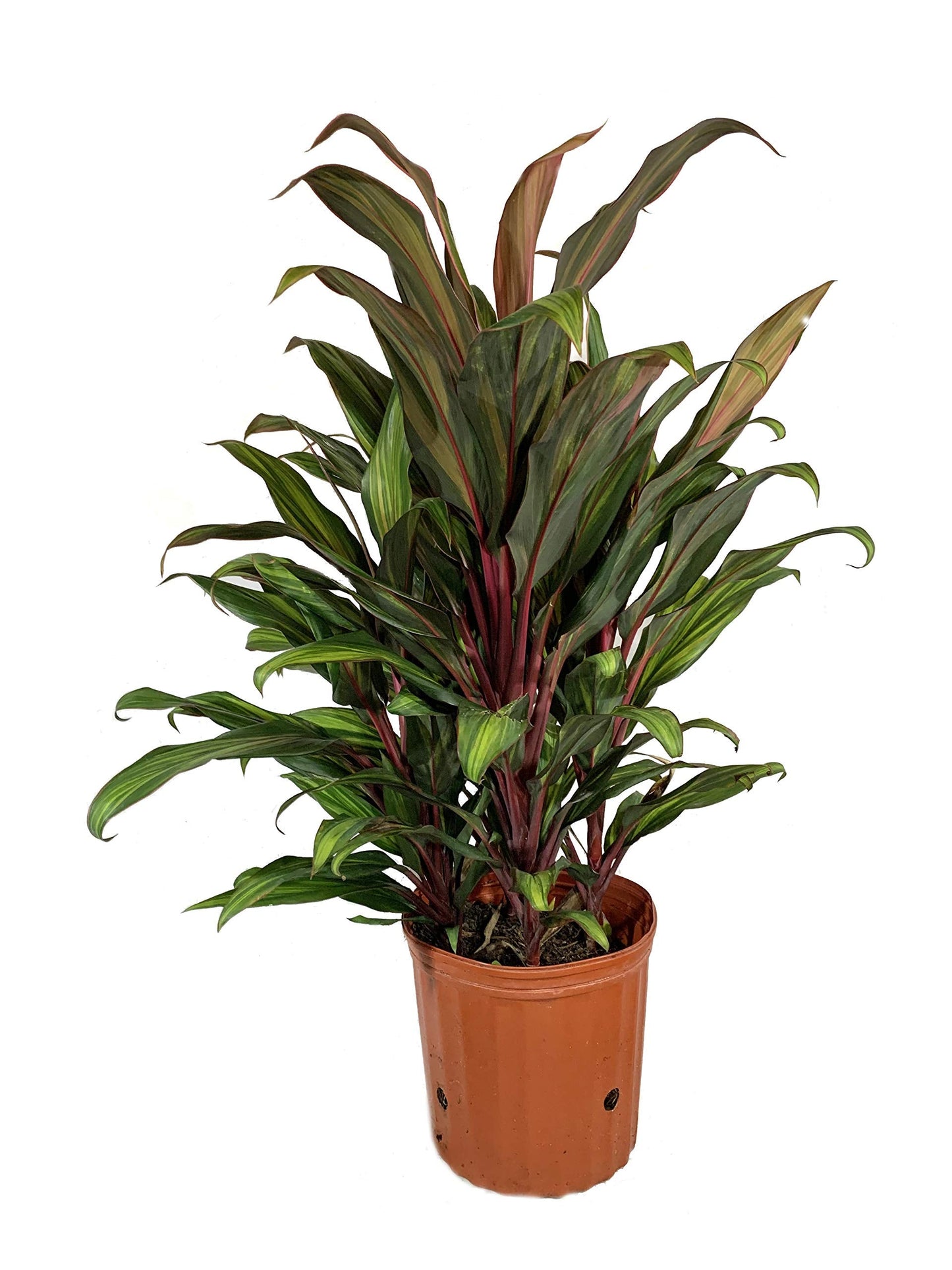 Cordyline Kiwi Ti Plant - Live Plant in an 10 Inch Growers Pot - Cordyline Fruticosa 'Kiwi' - Florist Quality Beautiful Indoor Outdoor Air Purifying Houseplant