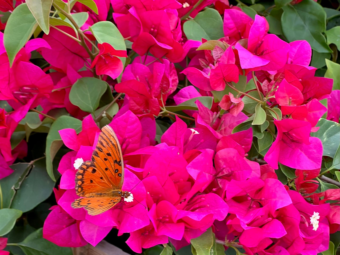 16" Tall Pink Bougainvillea Live Well Established Plant in 6" Pot with Wood Trellis Bright Colors Flowering Vine Indoor/Outdoor Perennial/Annual Tropical