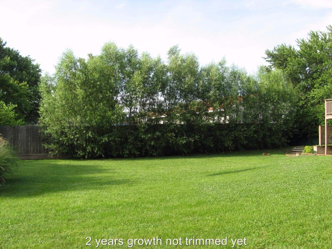 200 Thick Austree Hybrid Willow Tree Cuttings - Produce More The 1st Year. Thick Root Stock
