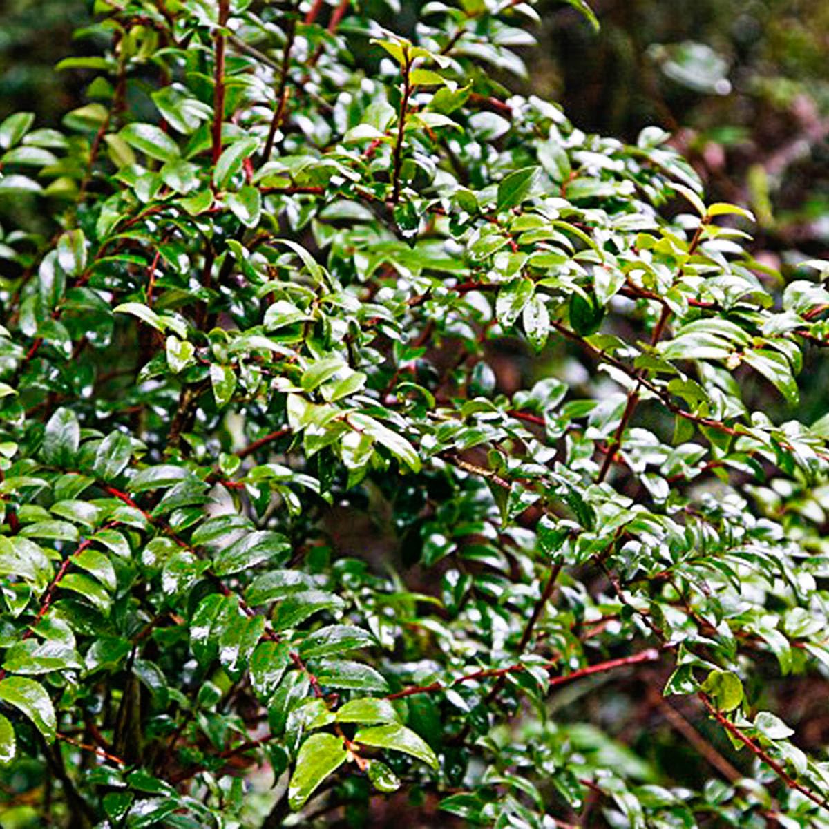 Direct Gardening Huckleberry Bush Dormant Bare Root Fruit Bearing Starter Plant