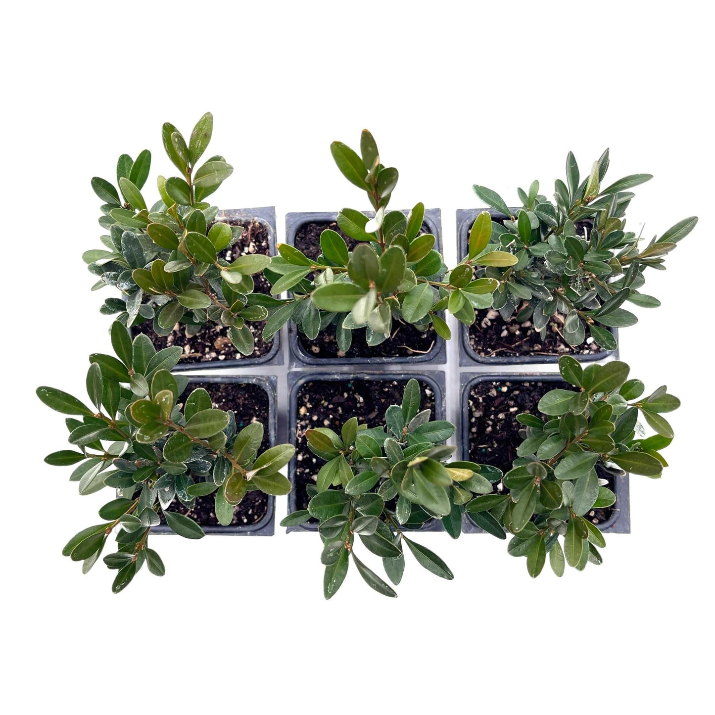 2 Green Gem Boxwood – Compact Rounded Evergreen Shrub for Low Hedges, Borders & Container Planting (Buxus sempervirens ‘Green Gem’) in 3.5″ Cubes, Live Plants