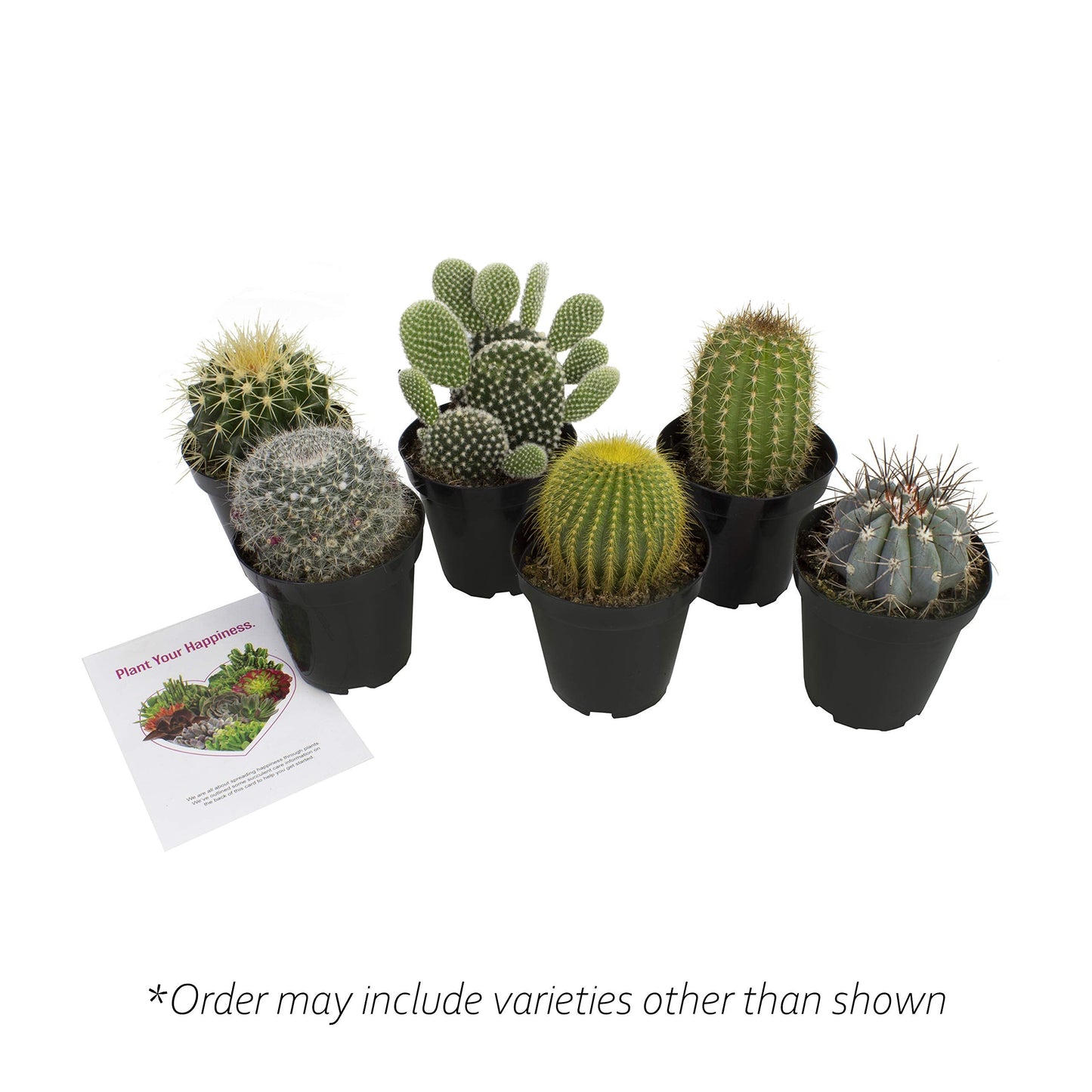 Altman Plants, Assorted Cactus Plants Live Succulents (6 Pack), Live Cactus Plant Lover Gifts, Cacti Succulents Plants Live Houseplants, Succulent Indoor Plants Live Plants in Cactus Soil Potting Mix