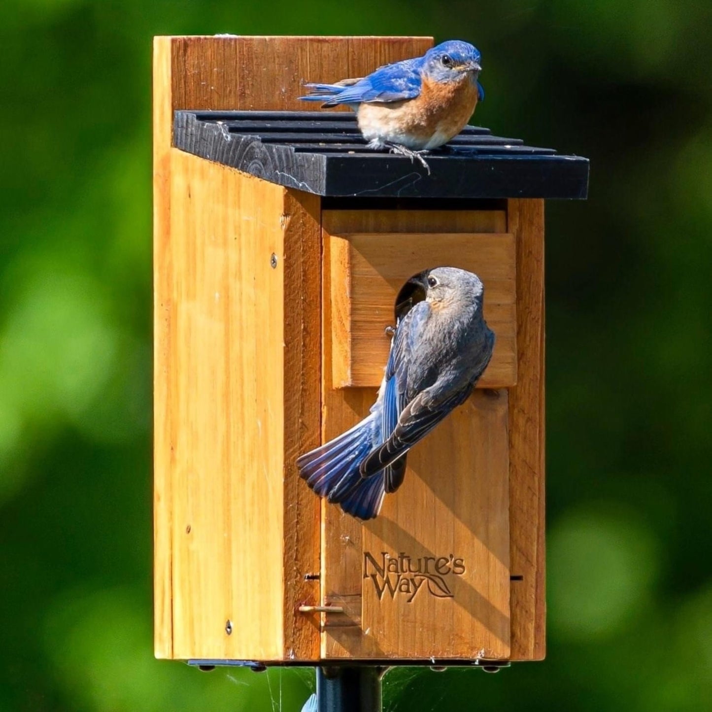 Nature’s Way Cedar Bluebird & Cavity Nesting House, Predator Guard, Ventilated Design & Easy Access Clean-Out Panel, Natural Wood