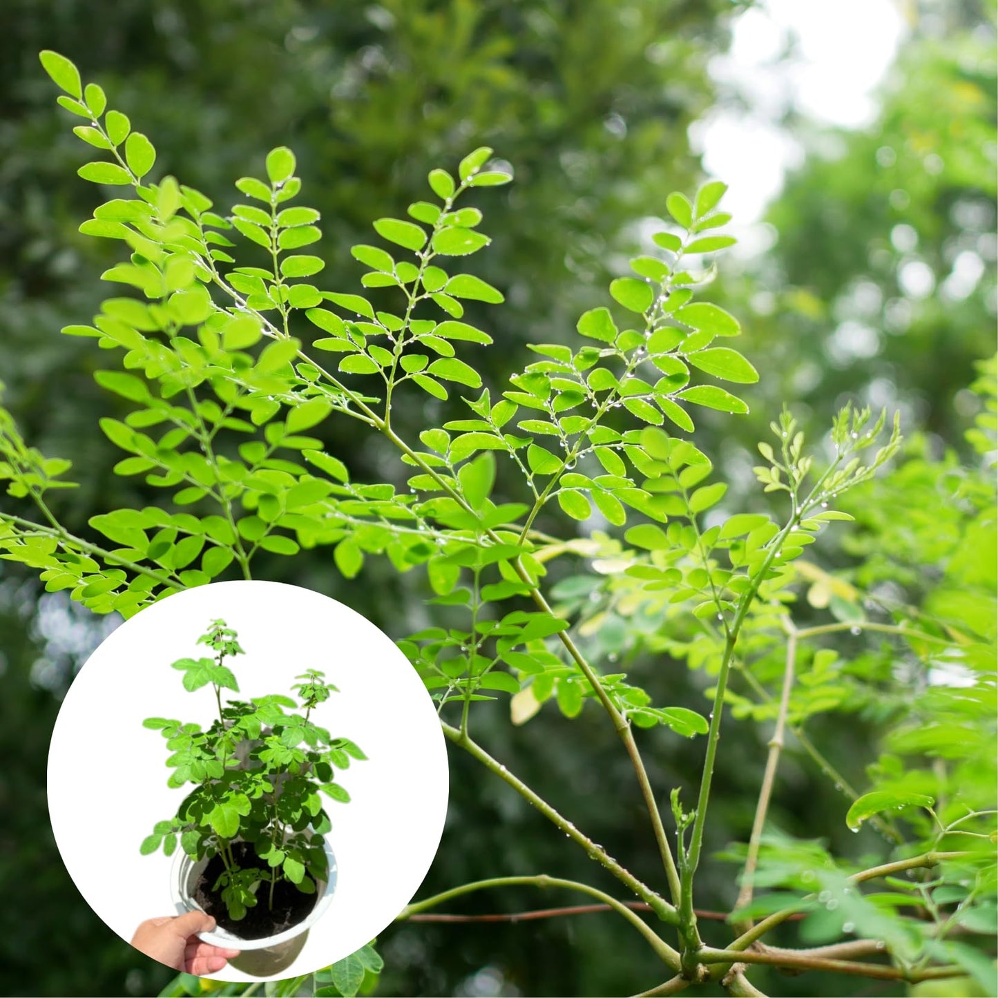 Moringa Tree Live Plant, Malunggay 6 to 8 Inc Tall Moringa Plants Live, Drumstick Horseradish Tree, Herb Moringa Plants to Plant Outdoor