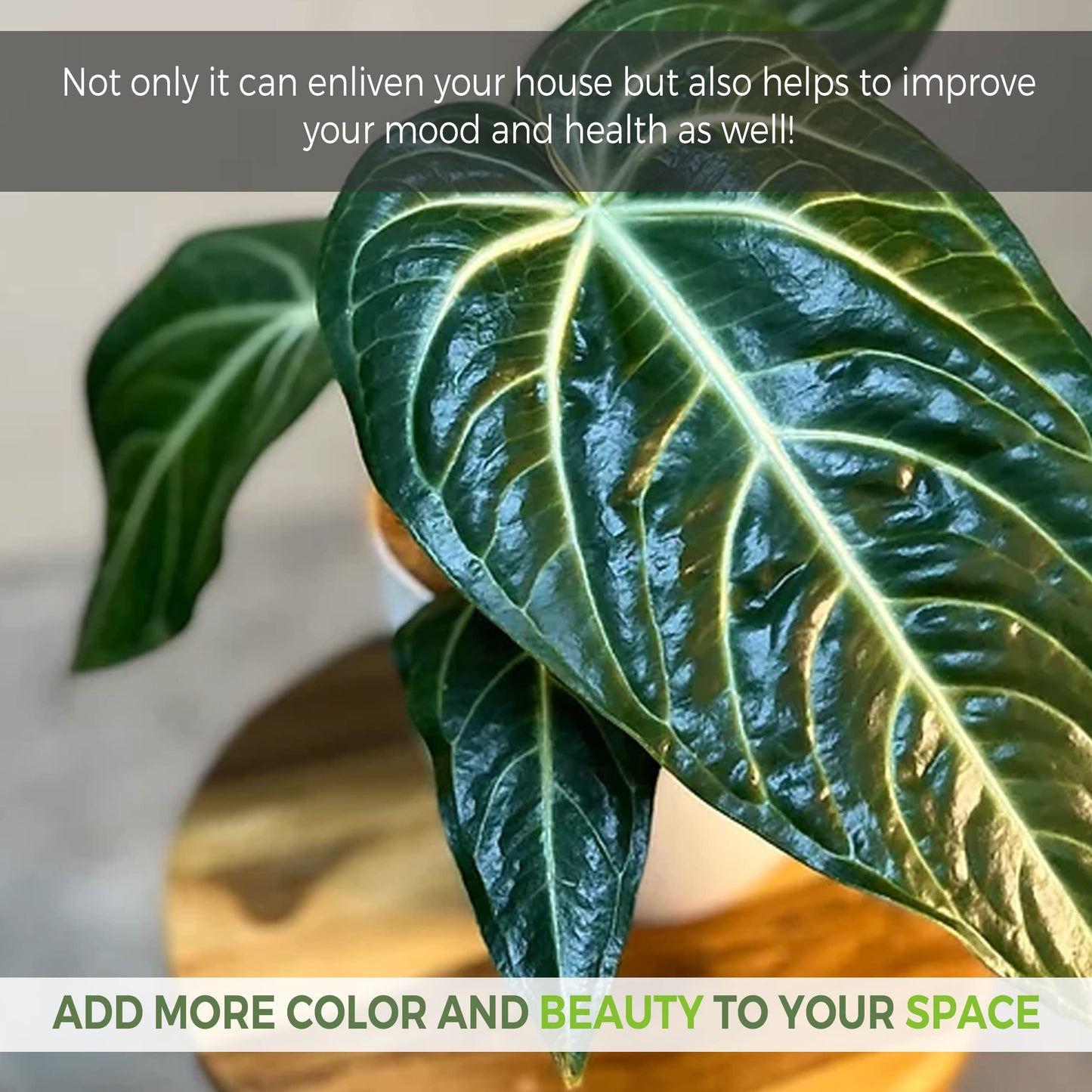 LEAL PLANTS ECUADOR Anthurium Villenaorum| Live Tropical Anthurium for Indoor Decor | Air-Purifying Elephant Ear Plant | Green Foliage Heart Plant | Low-Maintenance Live Houseplant for Home