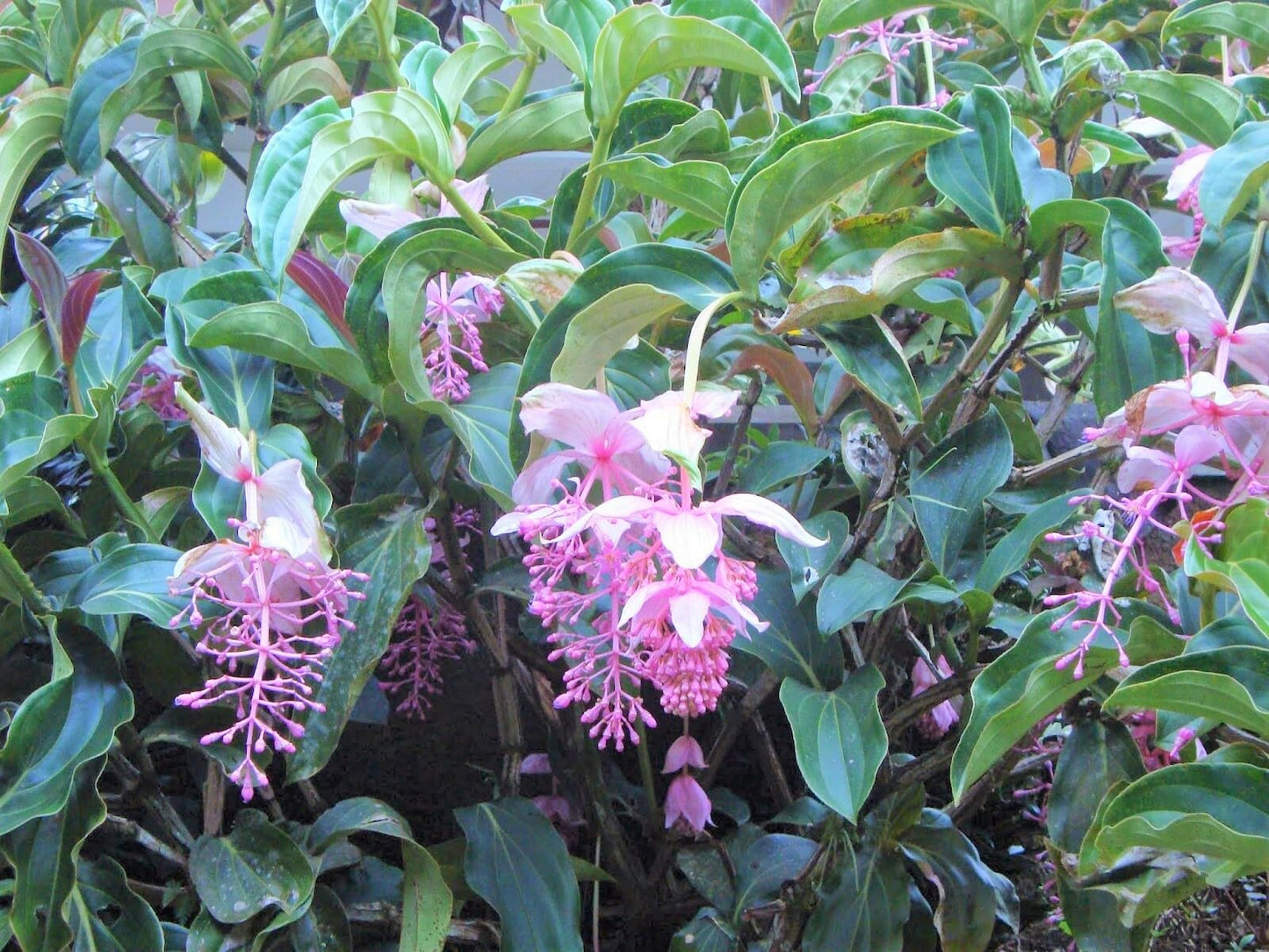 Live Plant - CHANDALIER Plant Medinilla CummingiiLive PlantPendulous Pink Blooms