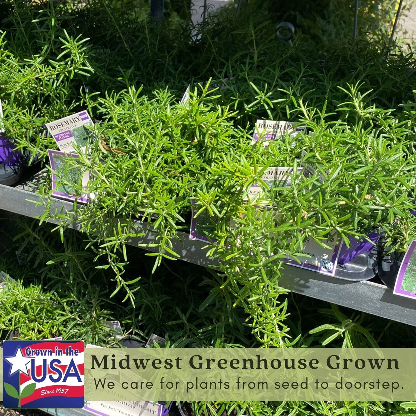 Clovers Garden Trailing Creeping Rosemary Herb Plant – Two (2) Live Plants – Non-GMO - Not Seeds - Each 4" to 8" Tall – in 4" Inch Pots - Cascading Growth, Versatile Uses