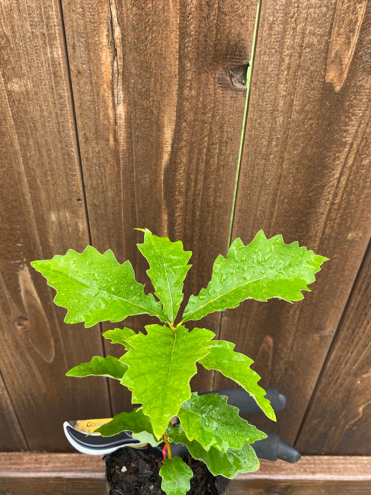 Chinkapin Oak Tree Sapling, Live Quercus Muehlenbergii Plant, Native Shade Tree for Home Garden and Landscaping