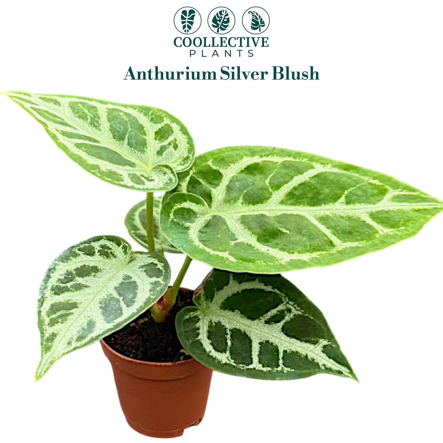 CoollectivePlants Anthurium Silver Blush – Live Indoor Plant in 2″ Grower Pot, Easy Care Tropical Houseplant, Low Maintenance Anthurium for Home or Office